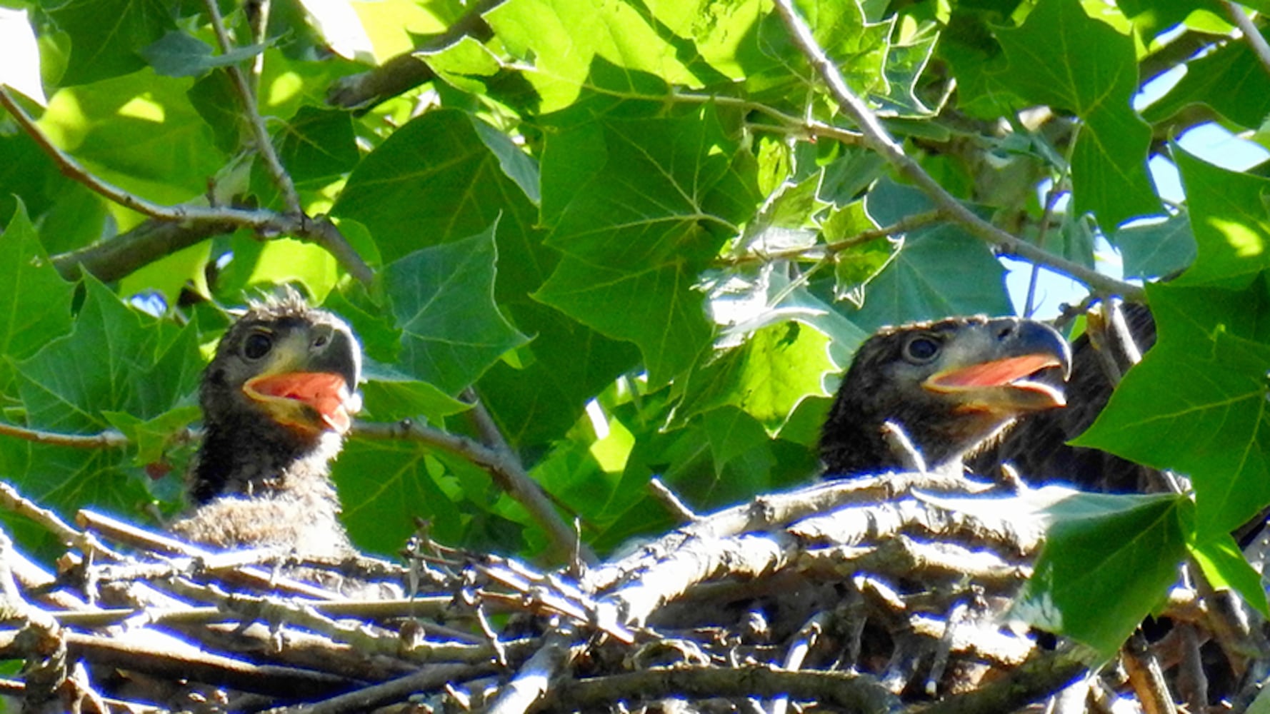 Carillon Park bald eagles