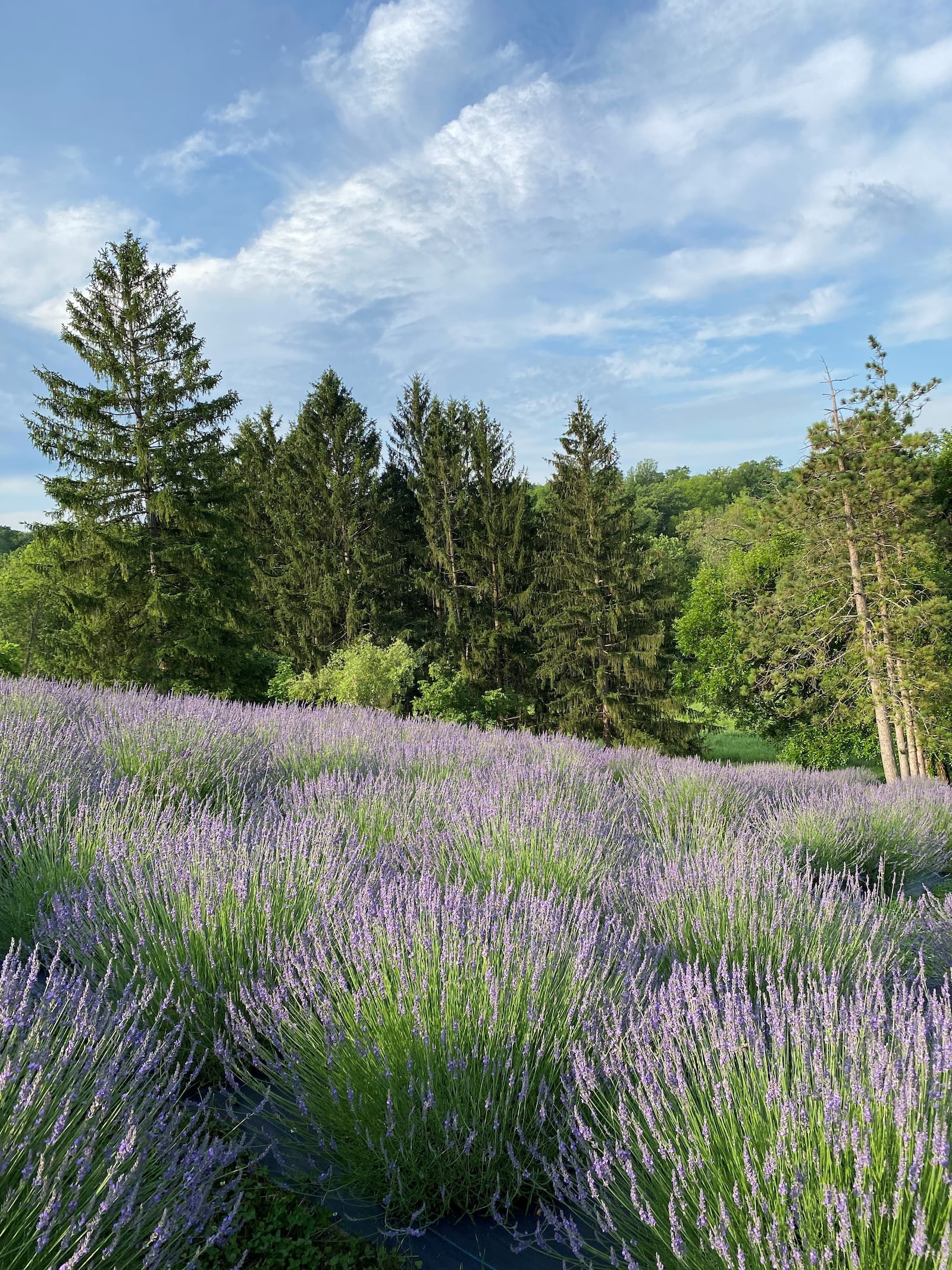 Cedar Ridge Trails, located at 5388 Medlar Road in Miamisburg, offers u-pick lavender and wildflowers, as well as art and wellness events through early October (CONTRIBUTED PHOTO).