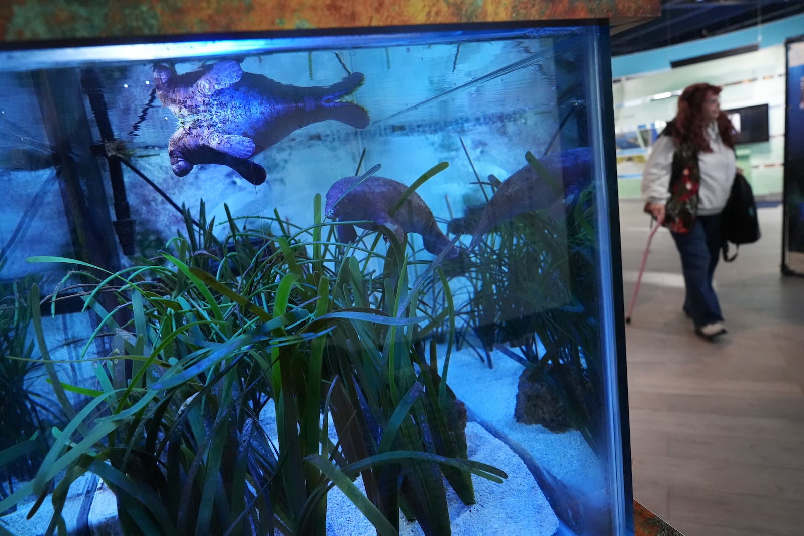 Miniature manatee replicas float in a fish tank at Manatee Lagoon, a free attraction operated by Florida Power & Light Company that lets the public view and learn about the sea cows who gather in winter in the warm-water outflows of the company's power plant, in Riviera Beach, Fla., Friday, Jan. 10, 2025. (AP Photo/Rebecca Blackwell)