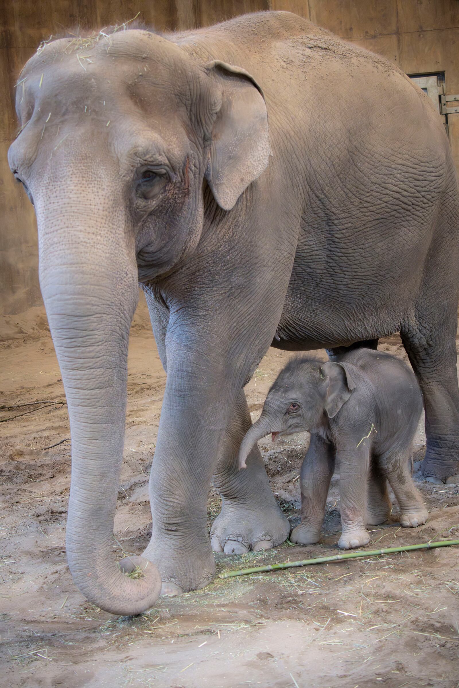 Thirty-year-old Asian elephant Rose-Tu is seen with her baby after giving birth at the Oregon Zoo in Portland, Ore. on Feb. 1, 2025. (Oregon Zoo via AP)