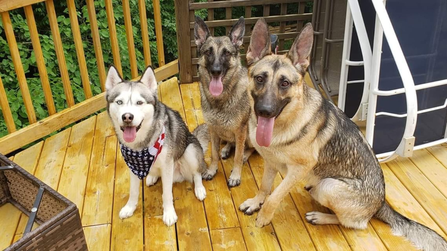 PHOTOS: It’s National Dog Day! Here are some puppy smiles for you