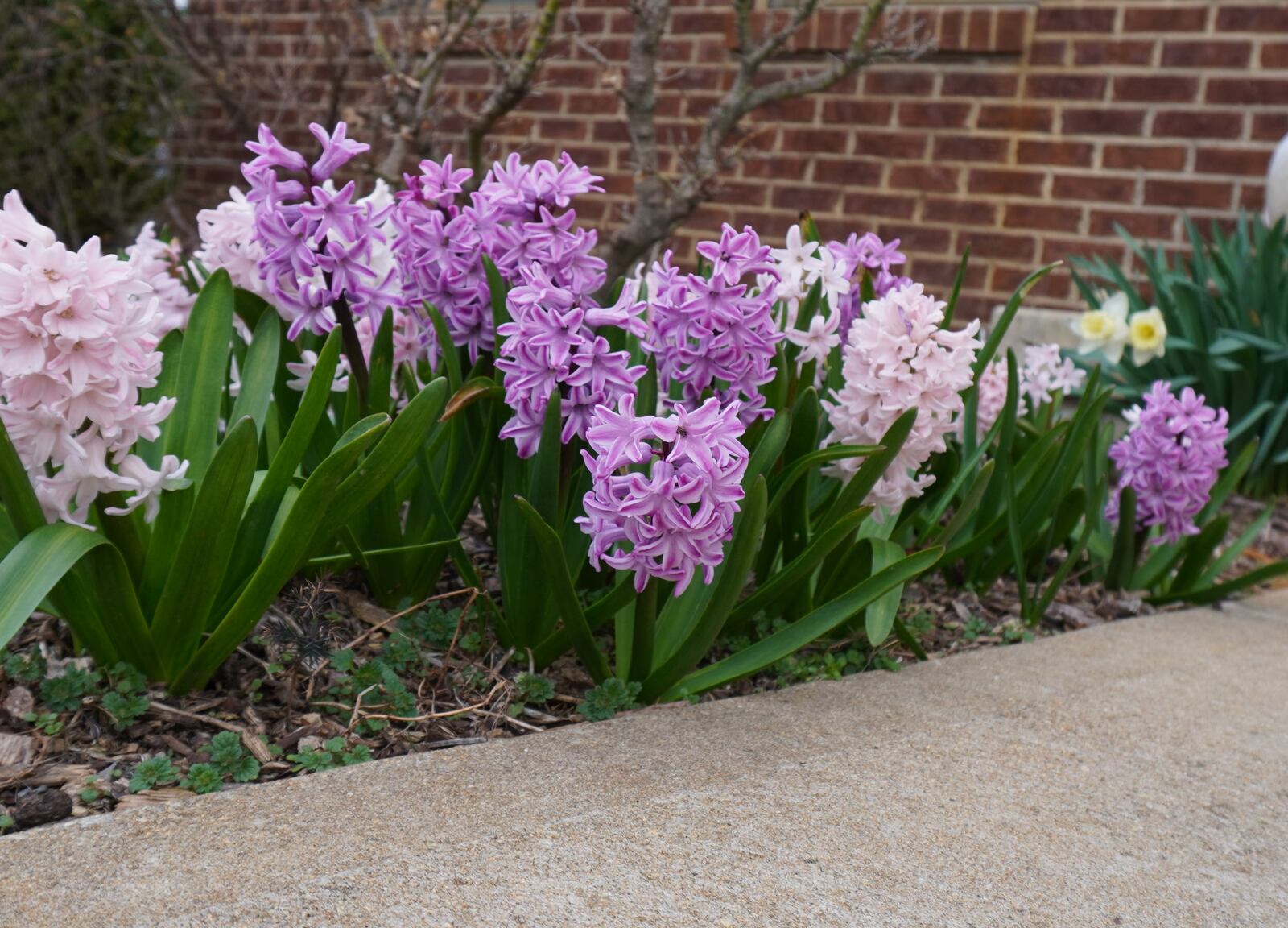 Now is the time to plant your spring color. CONTRIBUTED