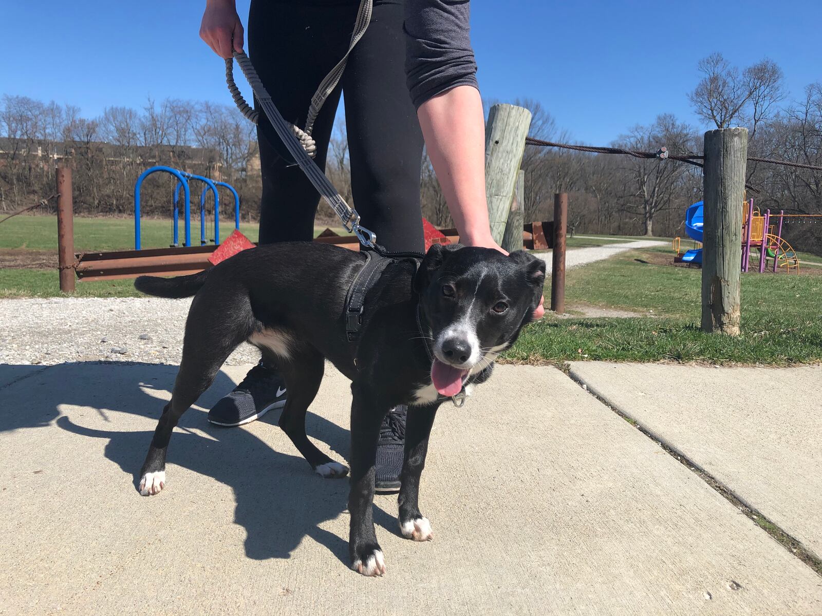 Rainier goes for a walk at Cleveland Park in Dayton. CORNELIUS FROLIK / STAFF