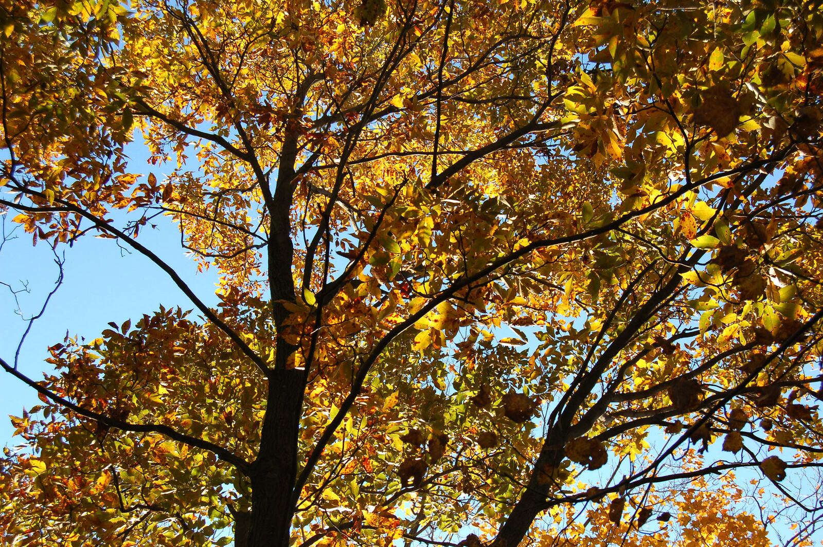 A canopy of vibrant color makes fall an ideal time to enjoy the great outdoors. CONTRIBUTED/ODNR