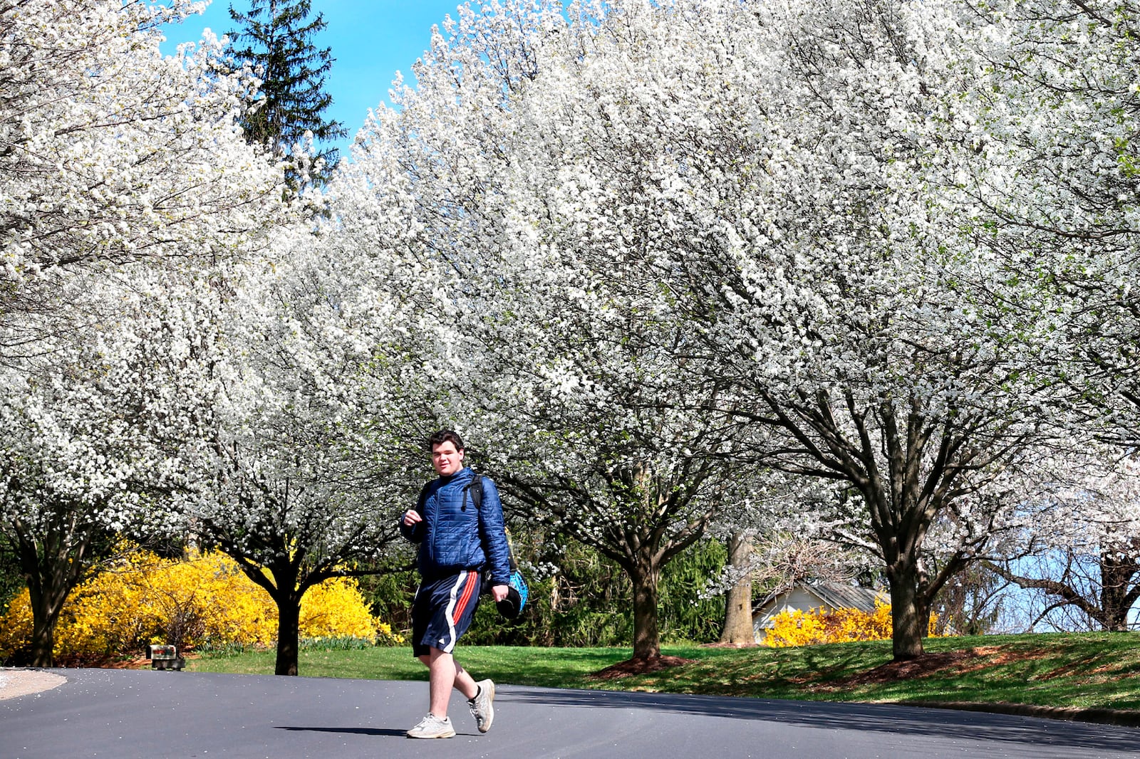 FILE - Daniel Patterson, a sophomore at John Handley High School, walks home from school below blooming Bradford pear trees on Wednesday, March 30, 2016, in Winchester, Va. Their beauty and supposed sterility made Bradford pears a widely popular ornamental, but they wound up being pollinated by other ornamental varieties of Callery pears and turning highly invasive. (Jeff Taylor/The Winchester Star via AP)