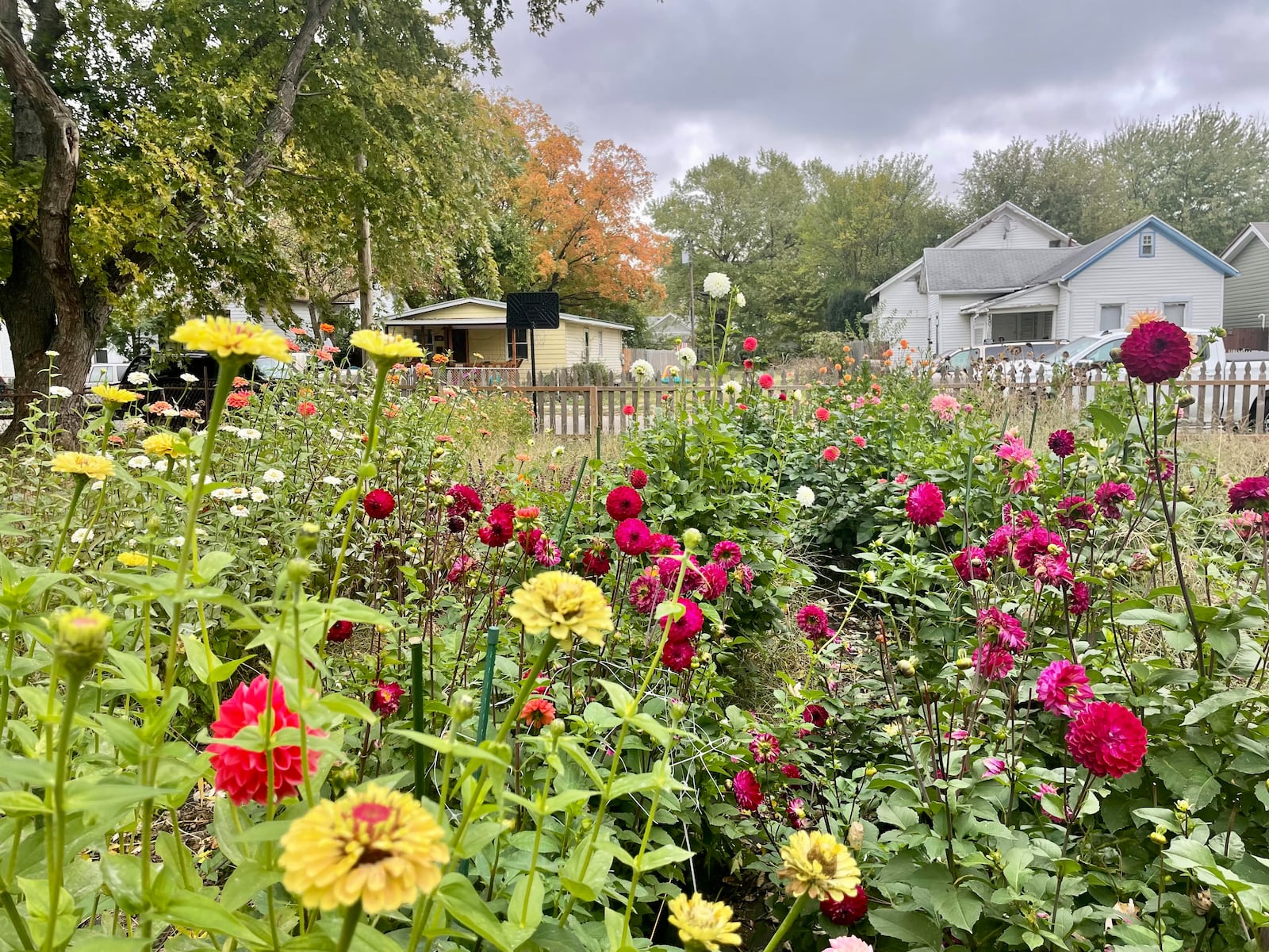 Backlot Buds is an urban flower farm grown by Brittany Antoon. "The seed disappears and (with) the sprout comes a new life."