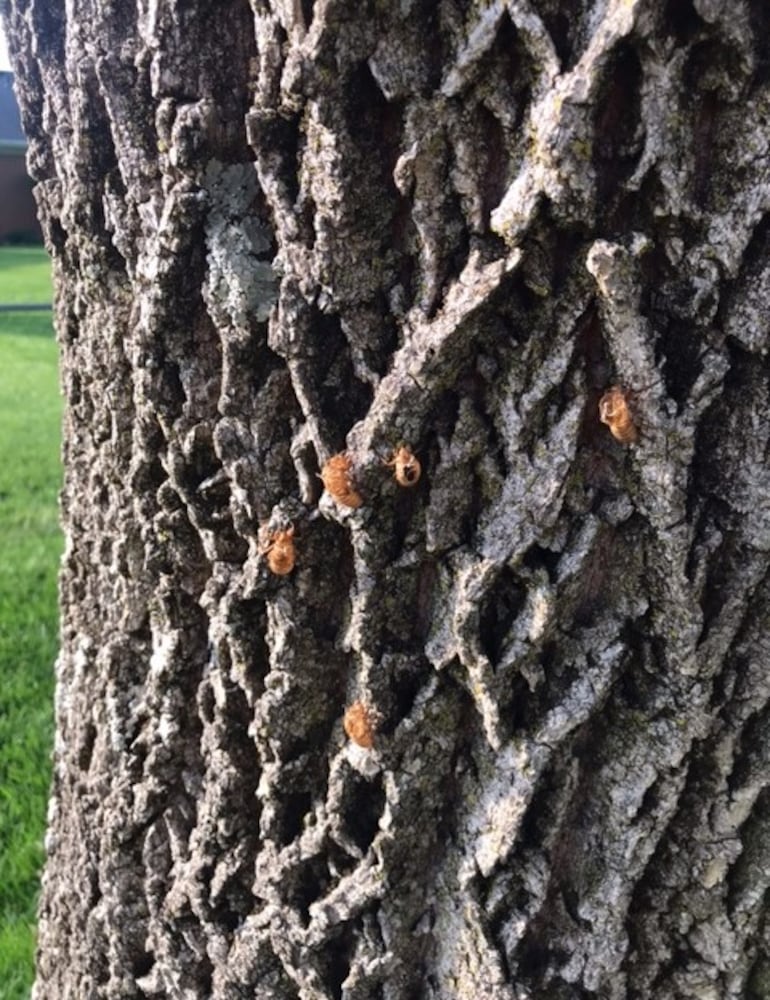 Leslie Parsons cicada exoskeleton photos 3