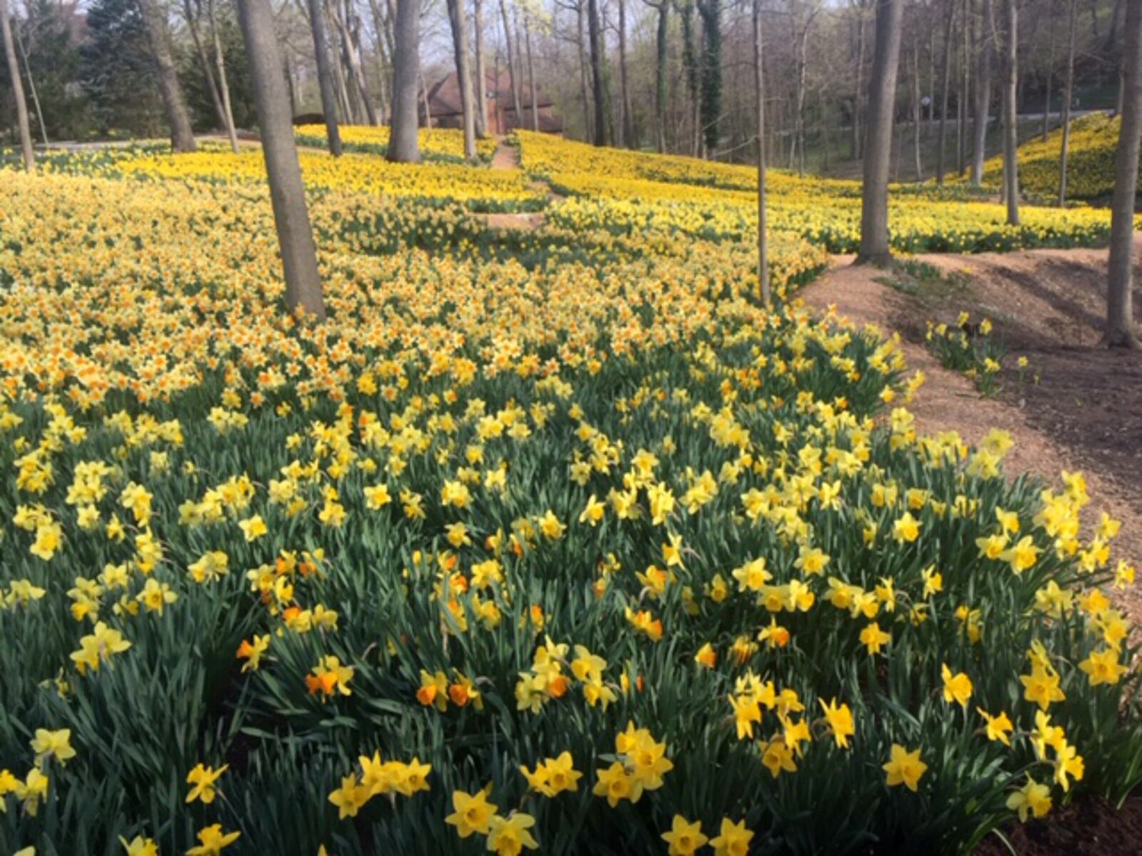 John C. Gray and his wife Mj, have 160,000 daffodils planted at their home at 1911 Ridgeway Rd. in Oakwood. The daffodils bloom for nearly three weeks each spring and visitors flock to see the sight. CONTRIBUTED PHOTO / JOHN C. GRAY