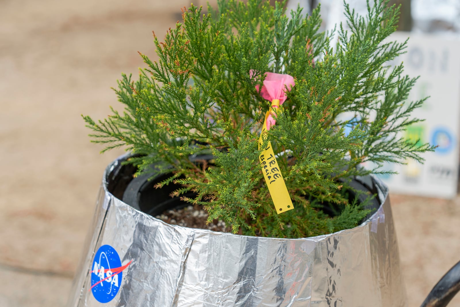 A small Giant Sequoia tree from NASA's Artemis I Mission's tree seeds that traveled around the moon twice is delivered at the Santiago STEAM Magnet Elementary School grounds, after it was honored in the spring of 2024 to become NASA Moon Tree Stewards in Lake Forest, Calif., on Monday, Oct. 14, 2024. (AP Photo/Damian Dovarganes)