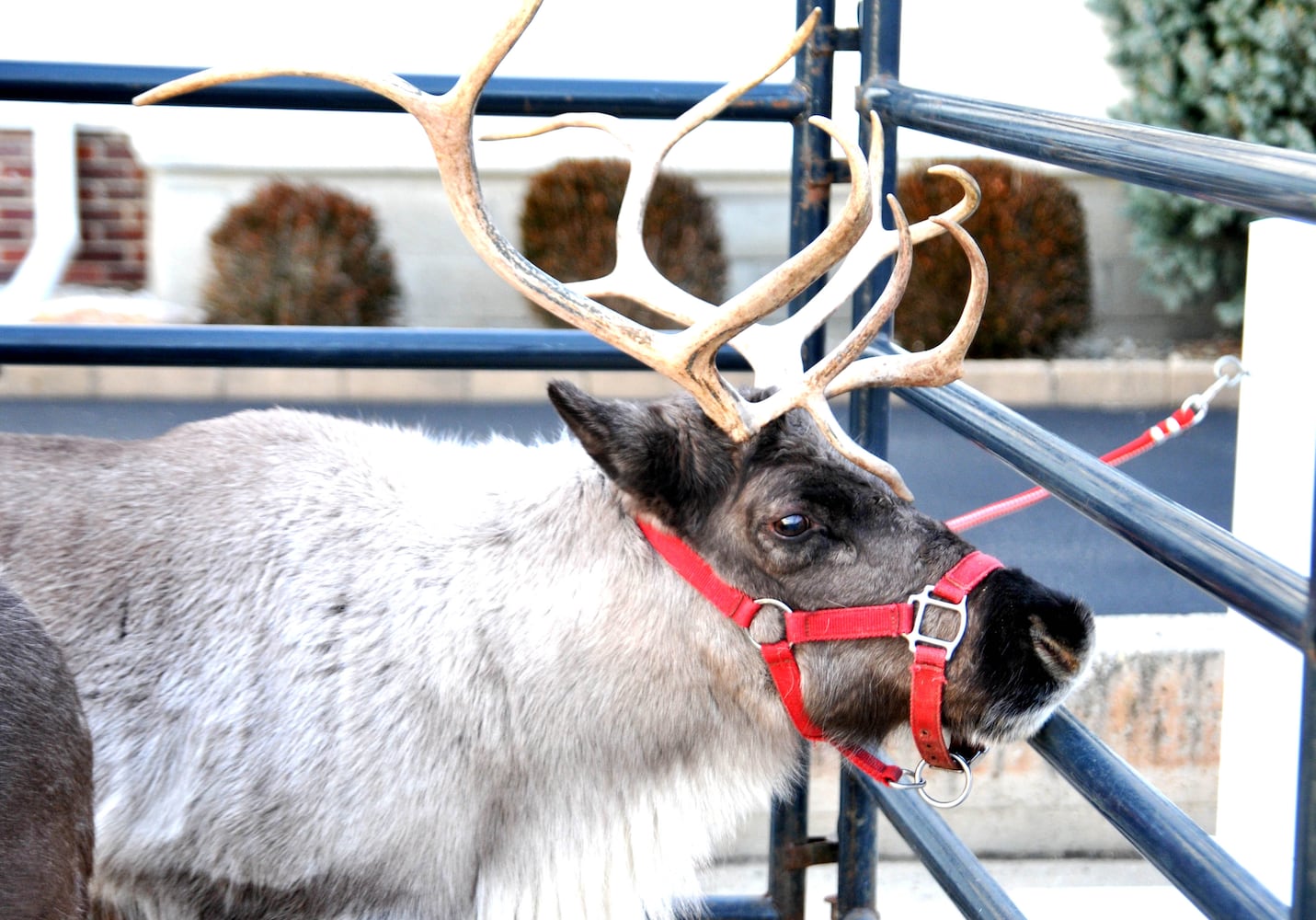 Did we spot you at Fairborn's Hometown Hoilday Parade and Tree Lighting?