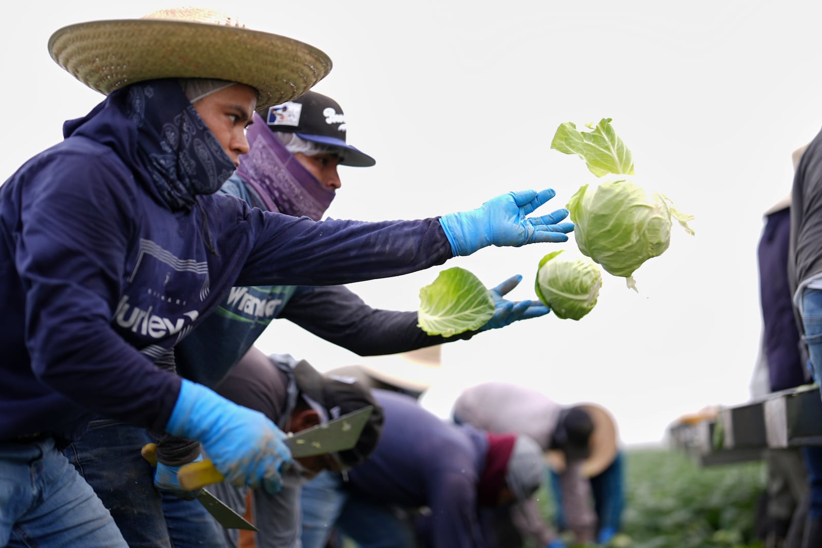 Workers harvest cabbage Wednesday, March 5, 2025, on a field less than ten miles from the border with Mexico, in Holtville, Calif. (AP Photo/Gregory Bull)