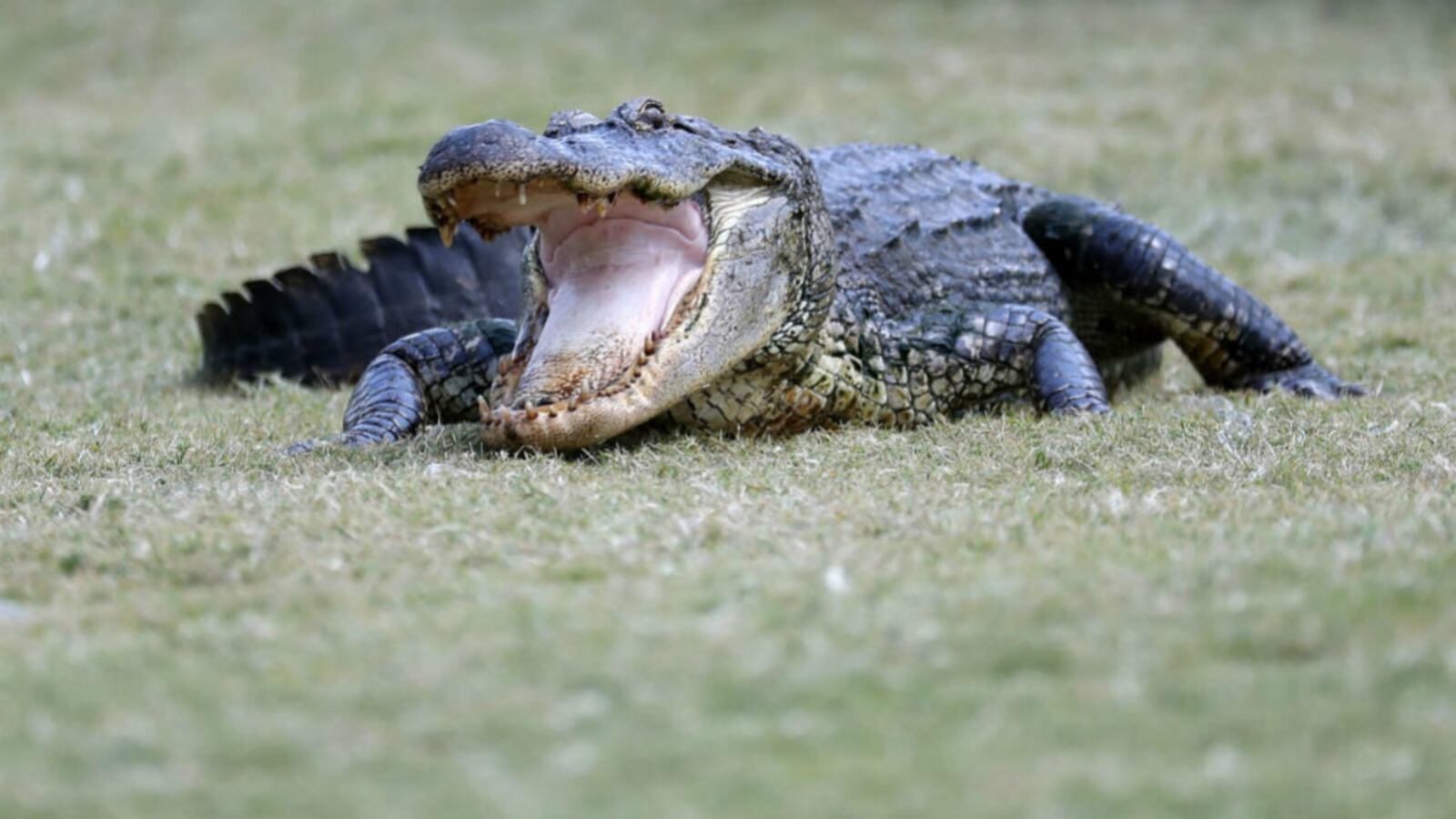 The body of Jarvis Deliford was found in the mangroves near the shore of Lake Maggiore in St. Petersburg on Thursday morning surrounded by about 10 alligators. (Photo: Rob Carr/Getty Images)