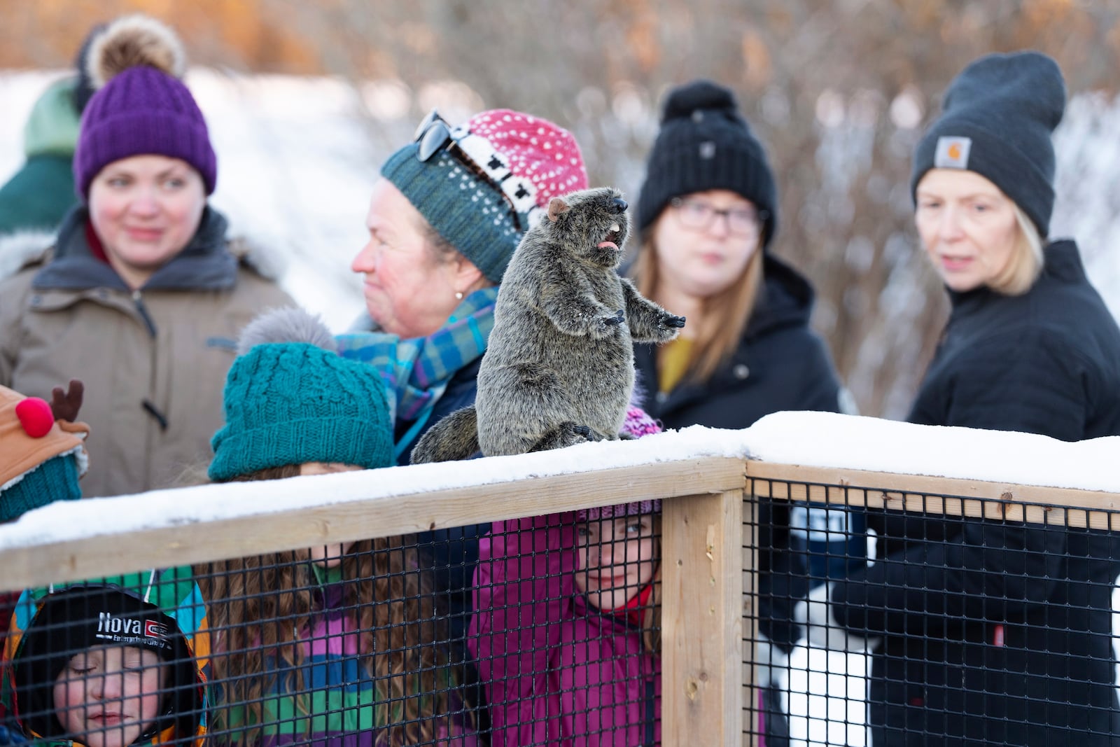 A child holds a toy groundhog as a crowd gathers to witness Shubenacadie Sam emerge from her burrow at a Groundhog Day event at the Shubenacadie Wildlife Park in Nova Scotia on Sunday, Feb. 2, 2025. (Darren Calabrese/The Canadian Press via AP)