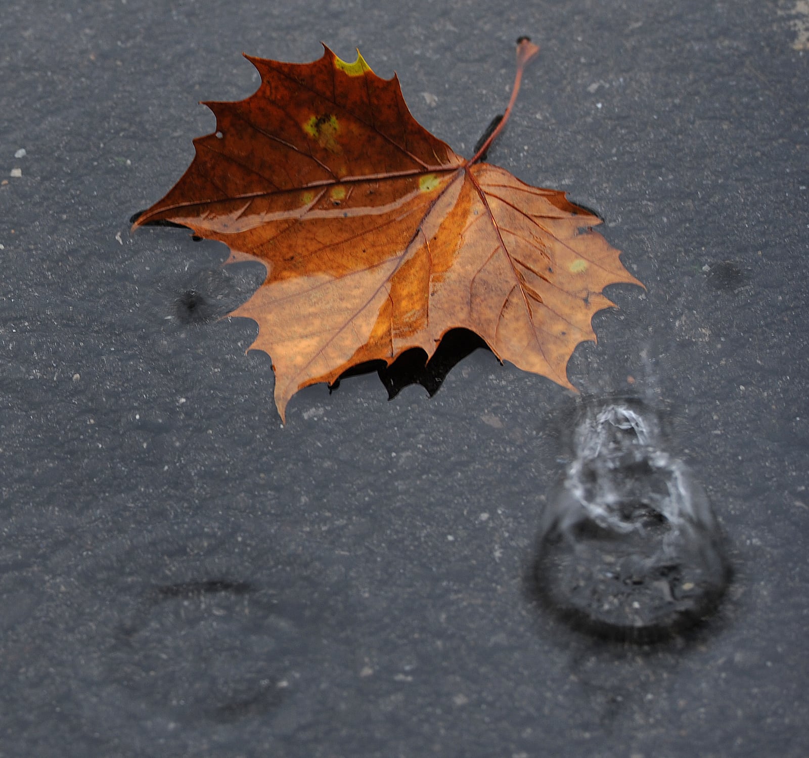 A rain drop hits a puddle in Greene County on Thursday, Oct. 29, 2020, as heavy rains from the Hurricane Zeta air mass soaked the area. MARSHALL GORBY\STAFF