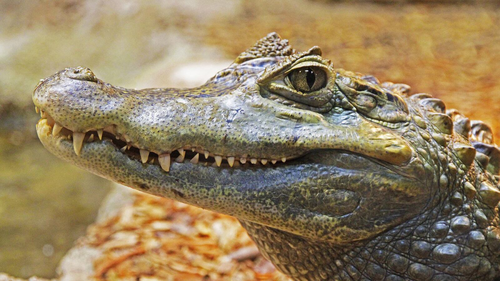 A 7-foot alligator, similar to the one pictured here, scared a Florida homeowner whe she discovered it lounging in her swimming pool. Eventually a trapper removed it, but she said the unsettling discovery has left her paranoid.