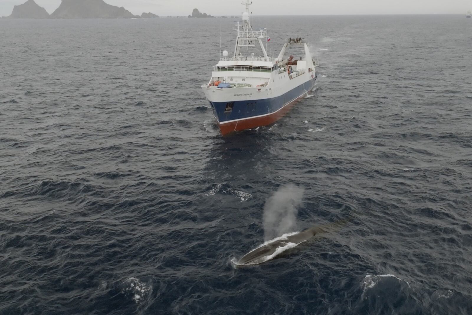 FILE - In this image from video provided by Sea Shepherd Global, the Norwegian Aker Biomarine's Antarctic Endeavour krill fishing ship sails near a whale in the Southern Ocean on March 6, 2023. (Mika Van Der Gun/Sea Shepherd Global via AP, File)