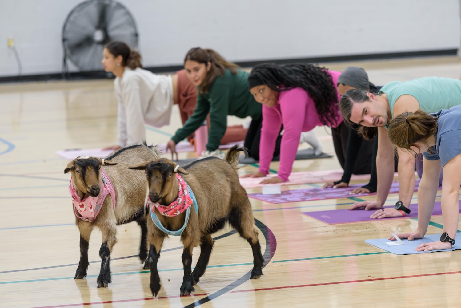 PHOTOS: Sweetheart Goat Yoga at Vandalia Recreation Center