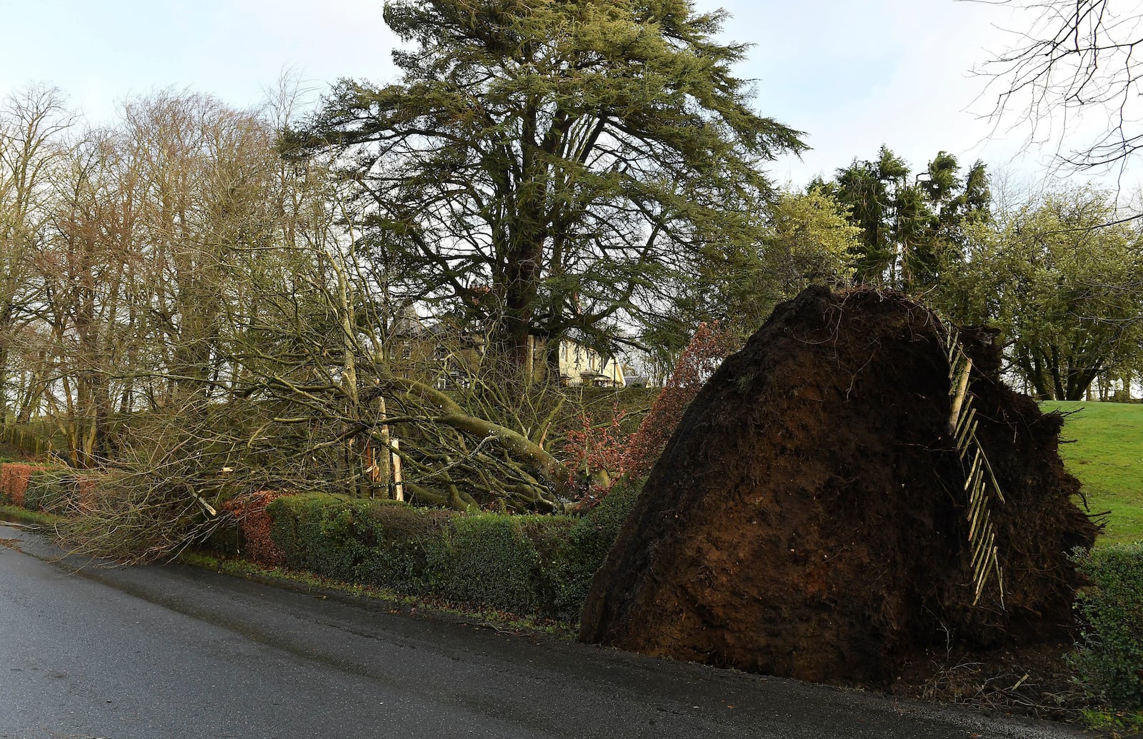 A fallen tree is seen near Dungannon, Northern Ireland, Friday Jan. 24, 2025, as Storm Eowyn hits the country. (Oliver McVeigh/PA via AP)