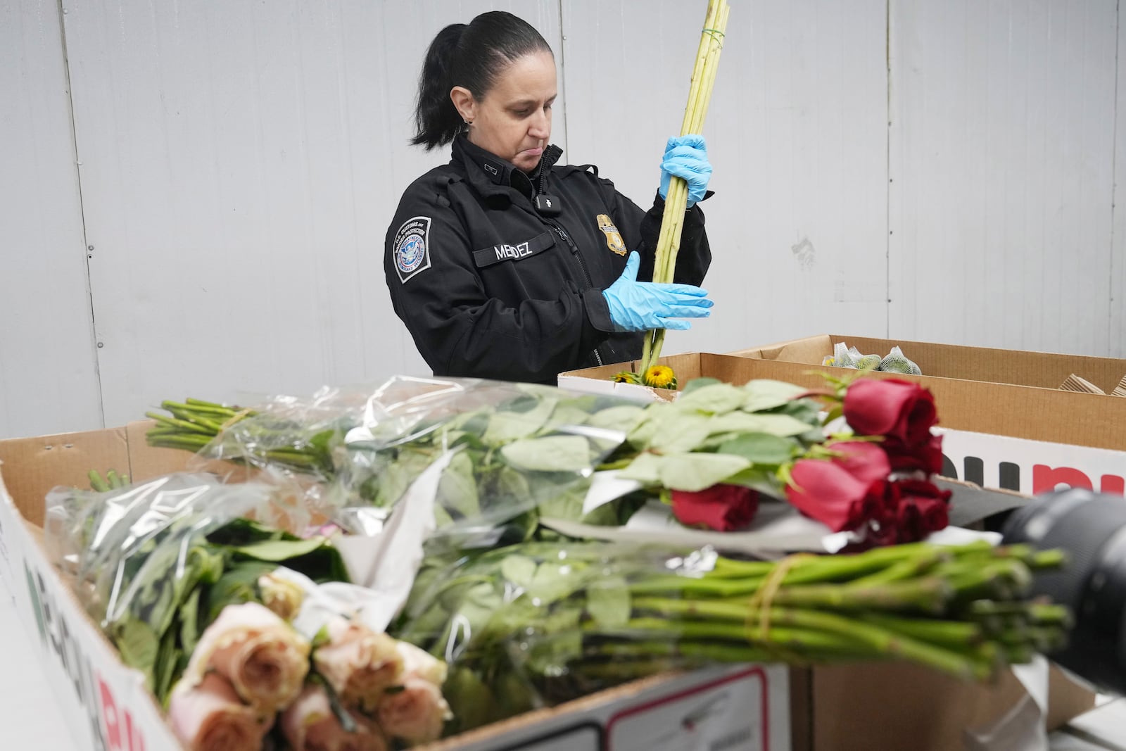 Valentine's Day flowers are unwrapped and inspected by U.S. Customs and Border Protection agriculture specialist Elaine Mendez at Miami International Airport, and Friday, Feb. 7, 2025, in Miami. (AP Photo/Marta Lavandier)