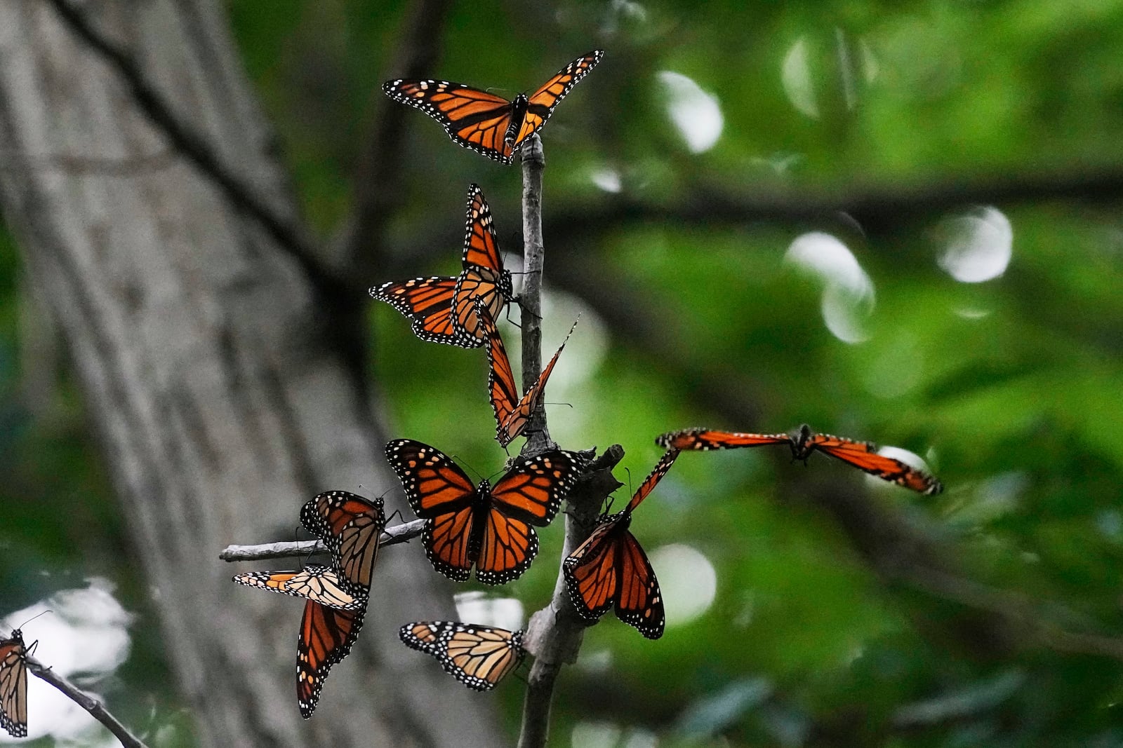 FILE - Monarch butterflies from Canada stop to rest in Wendy Park on their way to Mexico, Sept. 12, 2023, in Cleveland. (AP Photo/Sue Ogrocki, File)