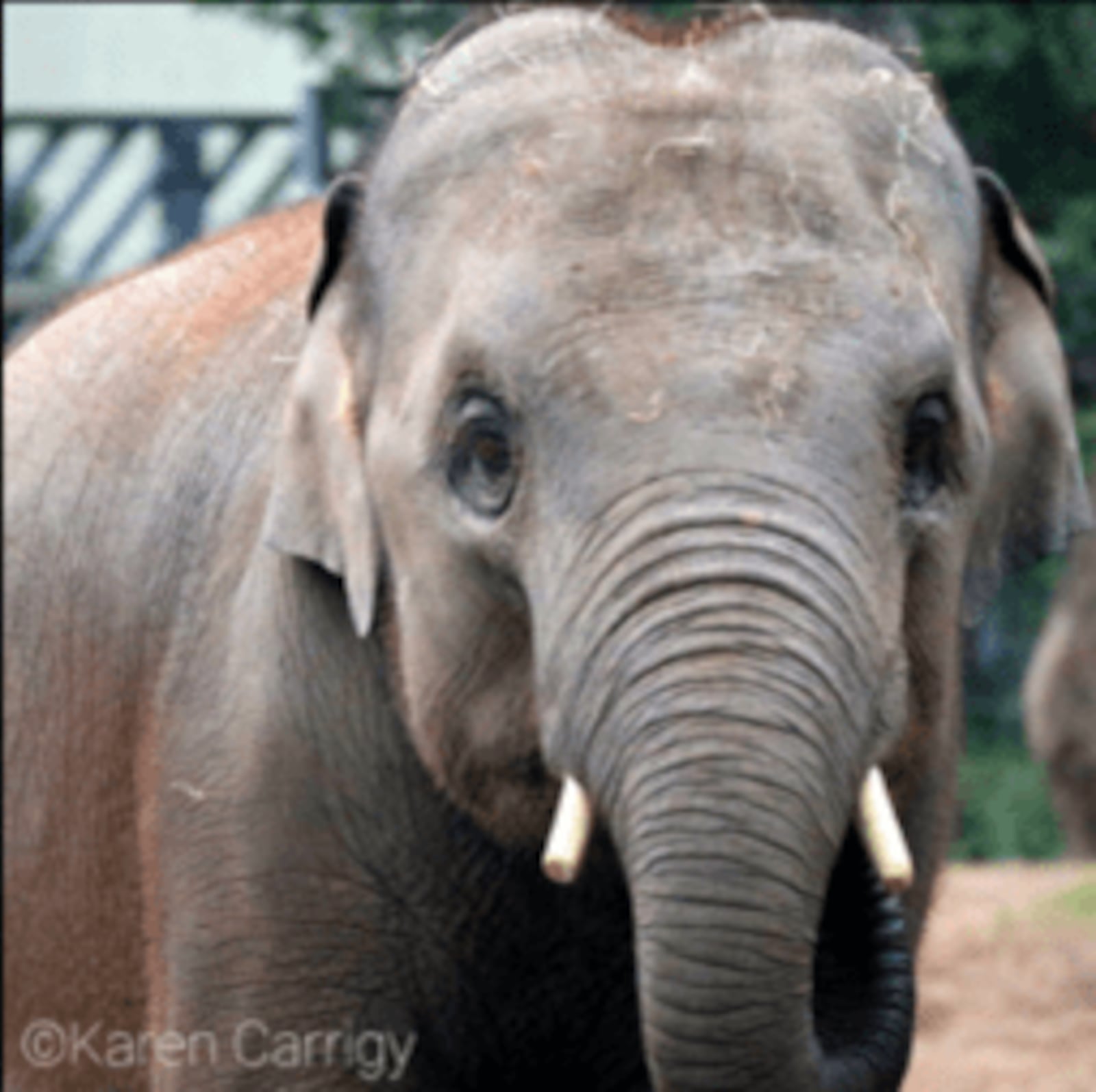 A 6-year-old Asian elephant named Kabir who is a new arrival at the Cincinnati Zoo & Botanical Garden as of Nov. 5, 2023.

Photo Credit: Cincinnati Zoo & Botanical Garden website.