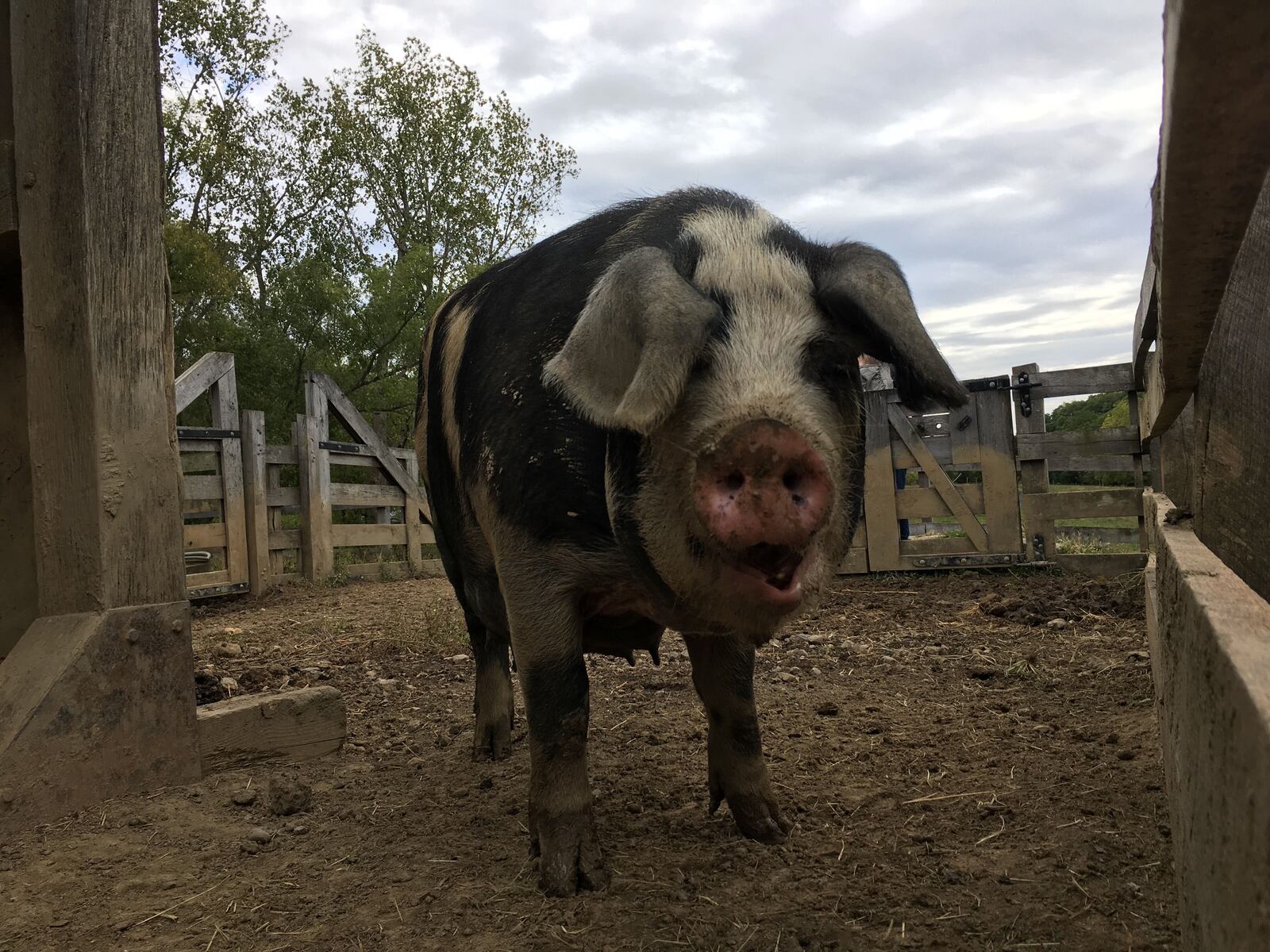 Farm animals used for traditional farming practices await visitors at Carriage Hill MetroPark.