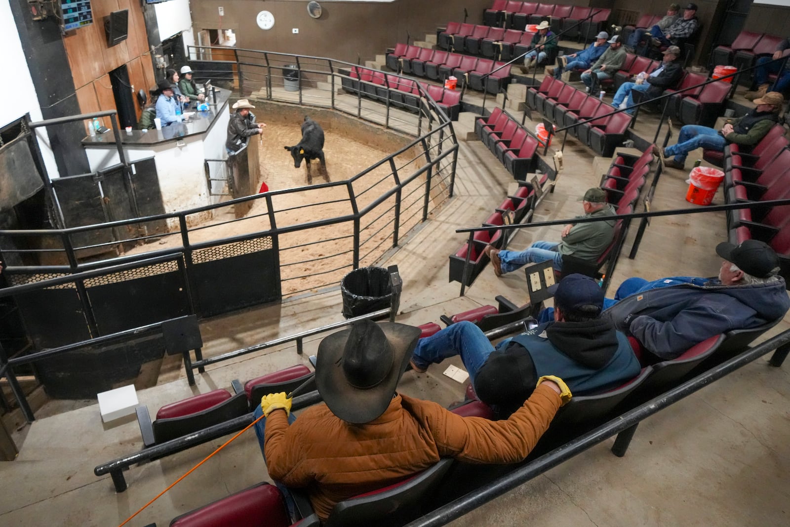 Buyers look on as a cow is exhibited in the auction arena at the Oklahoma National Stockyards Tuesday, Jan. 14, 2025, in Oklahoma City. (AP Photo/Julio Cortez)