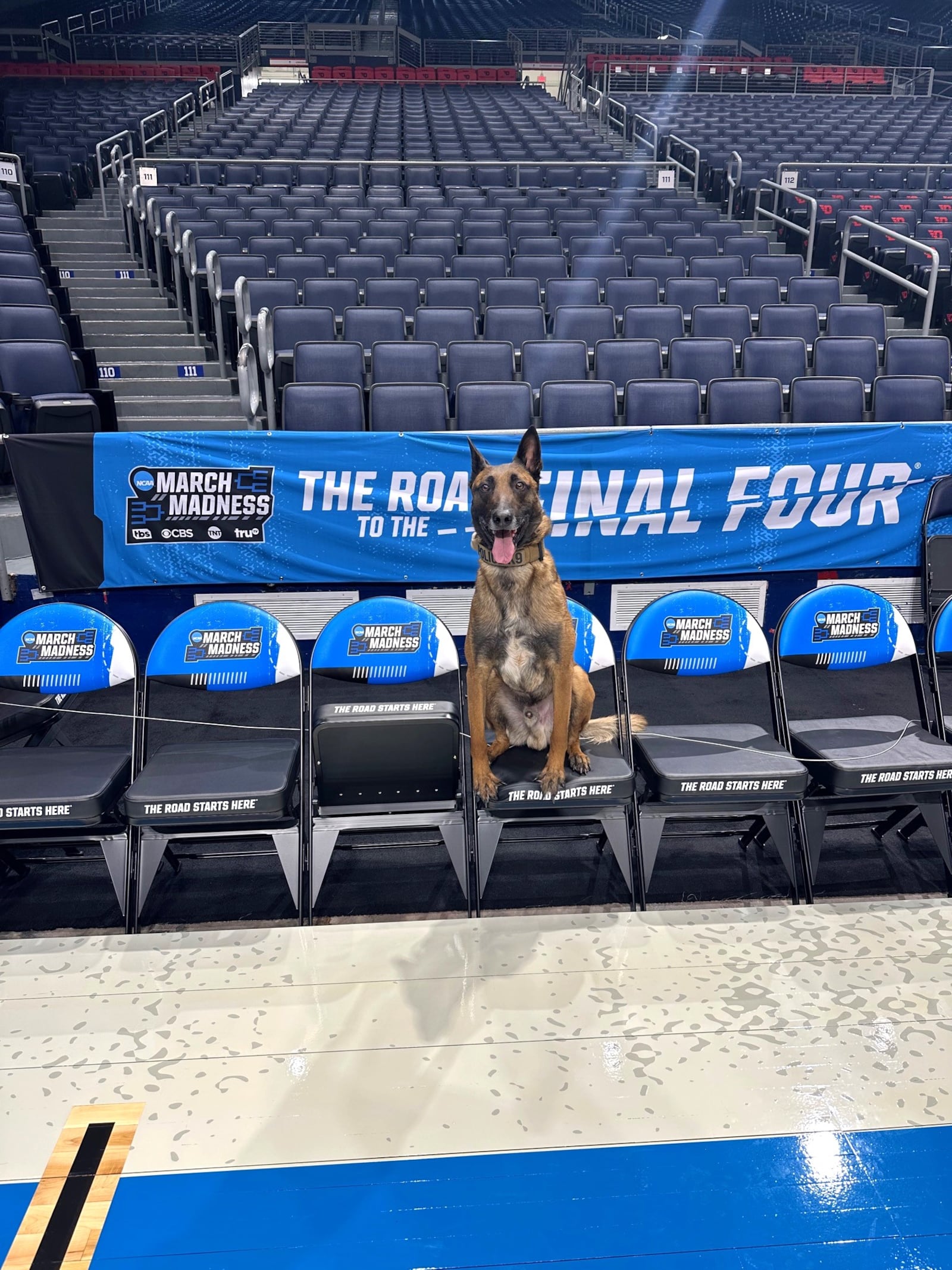 Dayton K-9 officer Scooby Doo, a four-year old Belgian Malinois, sits in the bench at the First Four. CONTRIBUTED