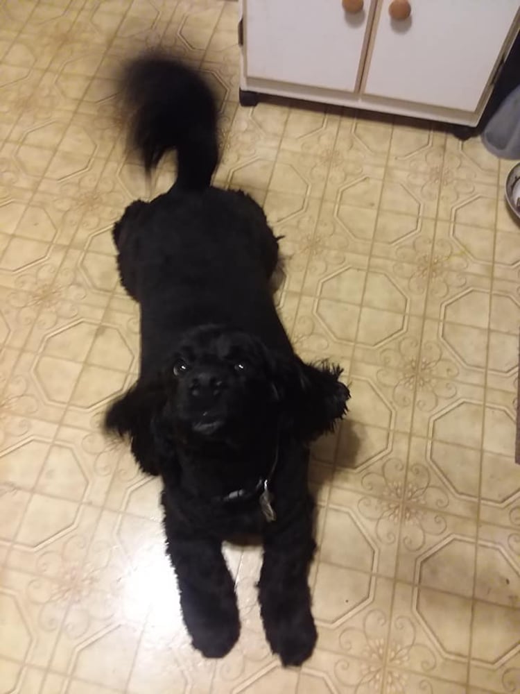 PHOTOS: It’s National Dog Day! Here is some puppy smiles for you