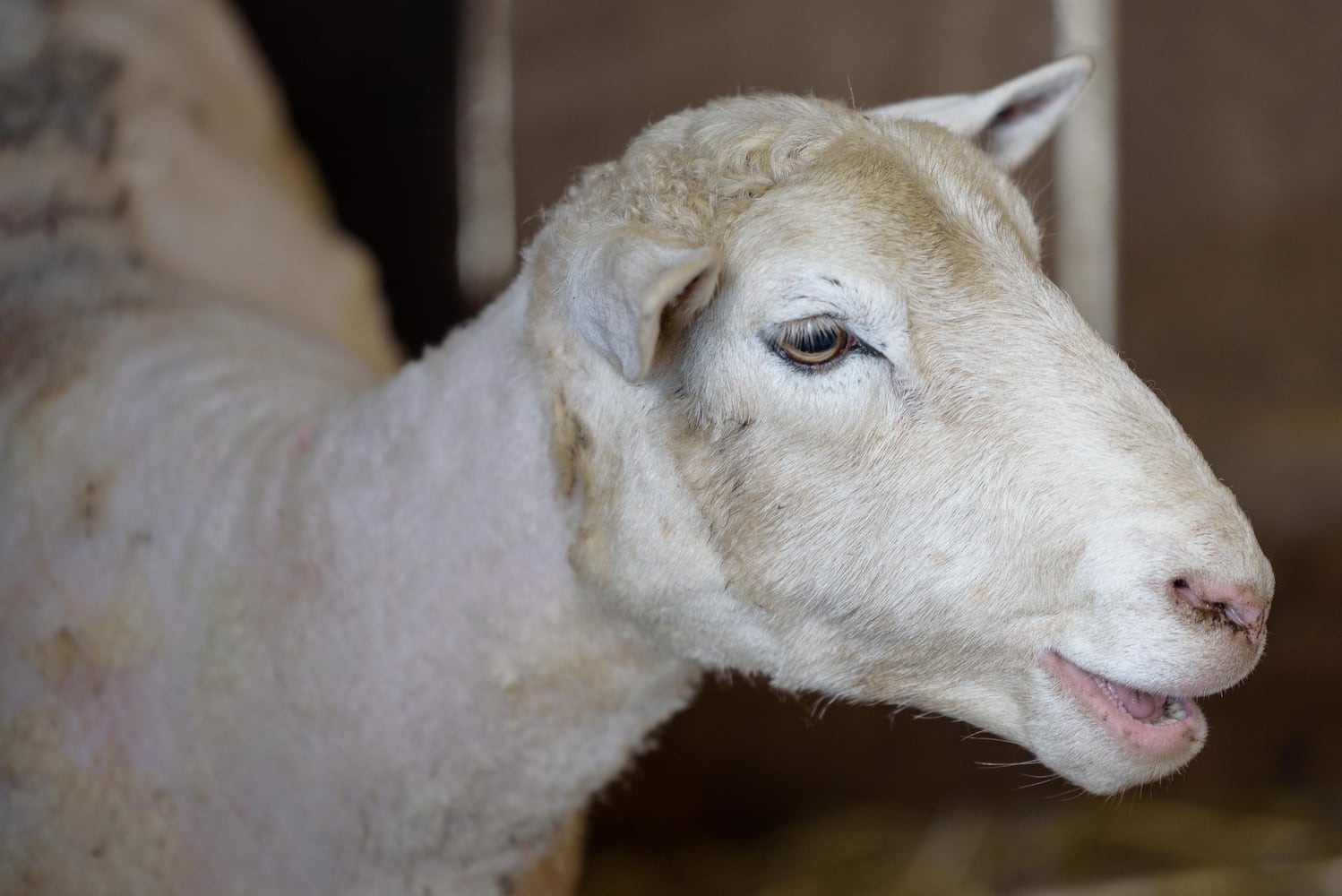 PHOTOS: Wooly Wonders - Spring on the Farm Family Event at Learning Tree Farm