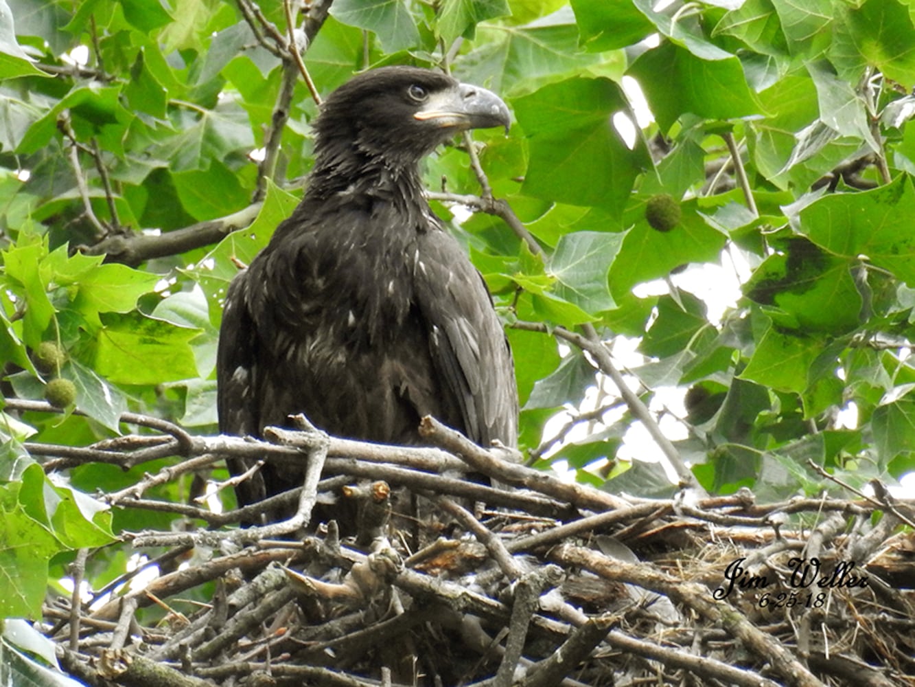 Carillon Park bald eagles