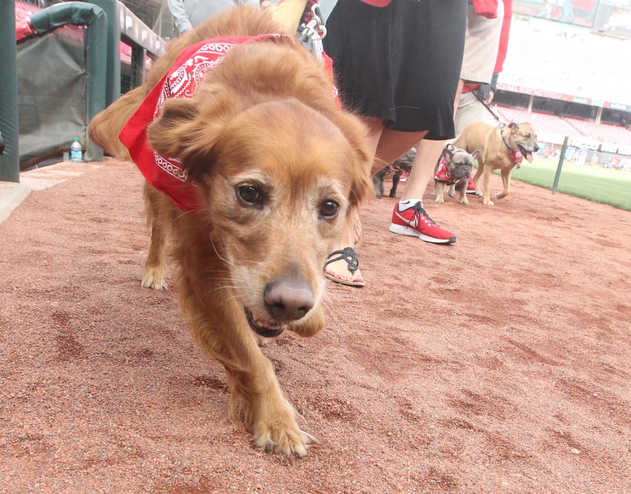 Photos: Bark in the Park Night at Great American Ball Park