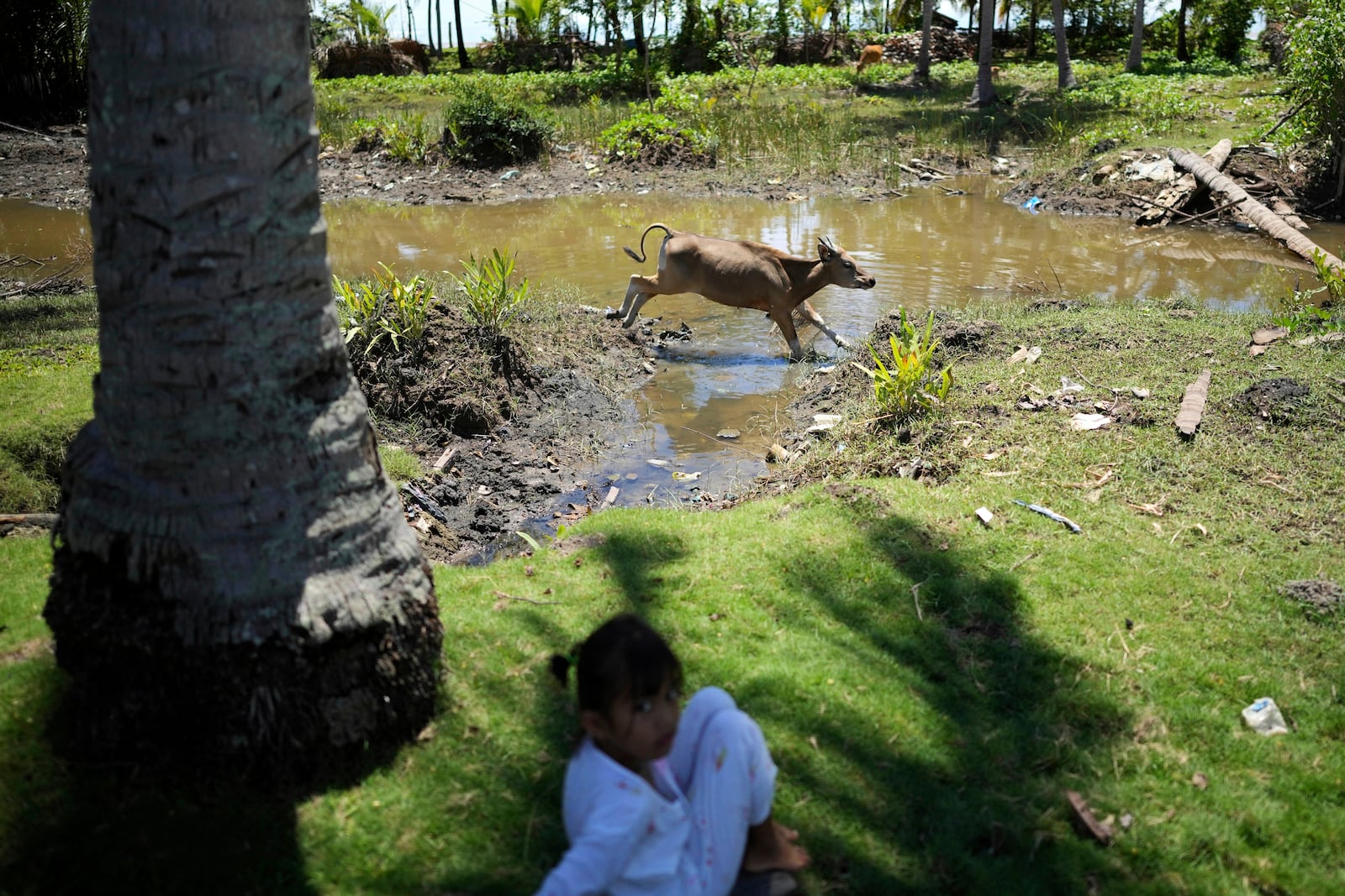 A cow jumps over the water near a stream where a crocodile attack occurred several months prior, in Topoyo, West Sulawesi, Indonesia, Monday, Feb. 24, 2025. (AP Photo/Dita Alangkara)