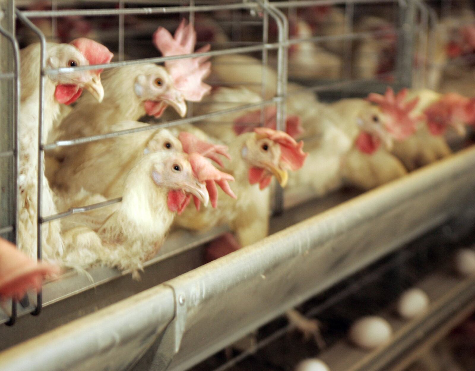 This file photo shows egg-producing chickens in a barn at the Heartland Quality Egg Farm in Logan County, Ohio. Avian flu has decimated chicken and turkey flocks across a dozen states. Photo by Jim Witmer / Dayton Daily News