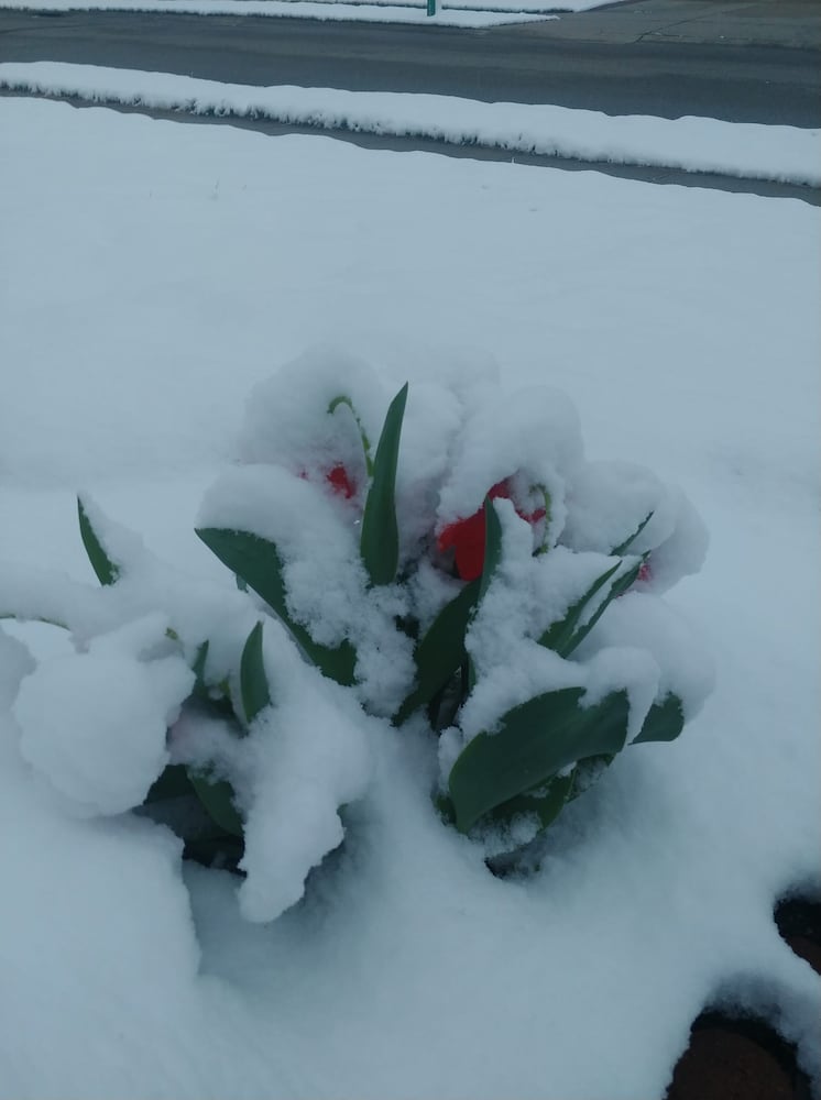 PHOTOS: Snowfall in April in the Miami Valley