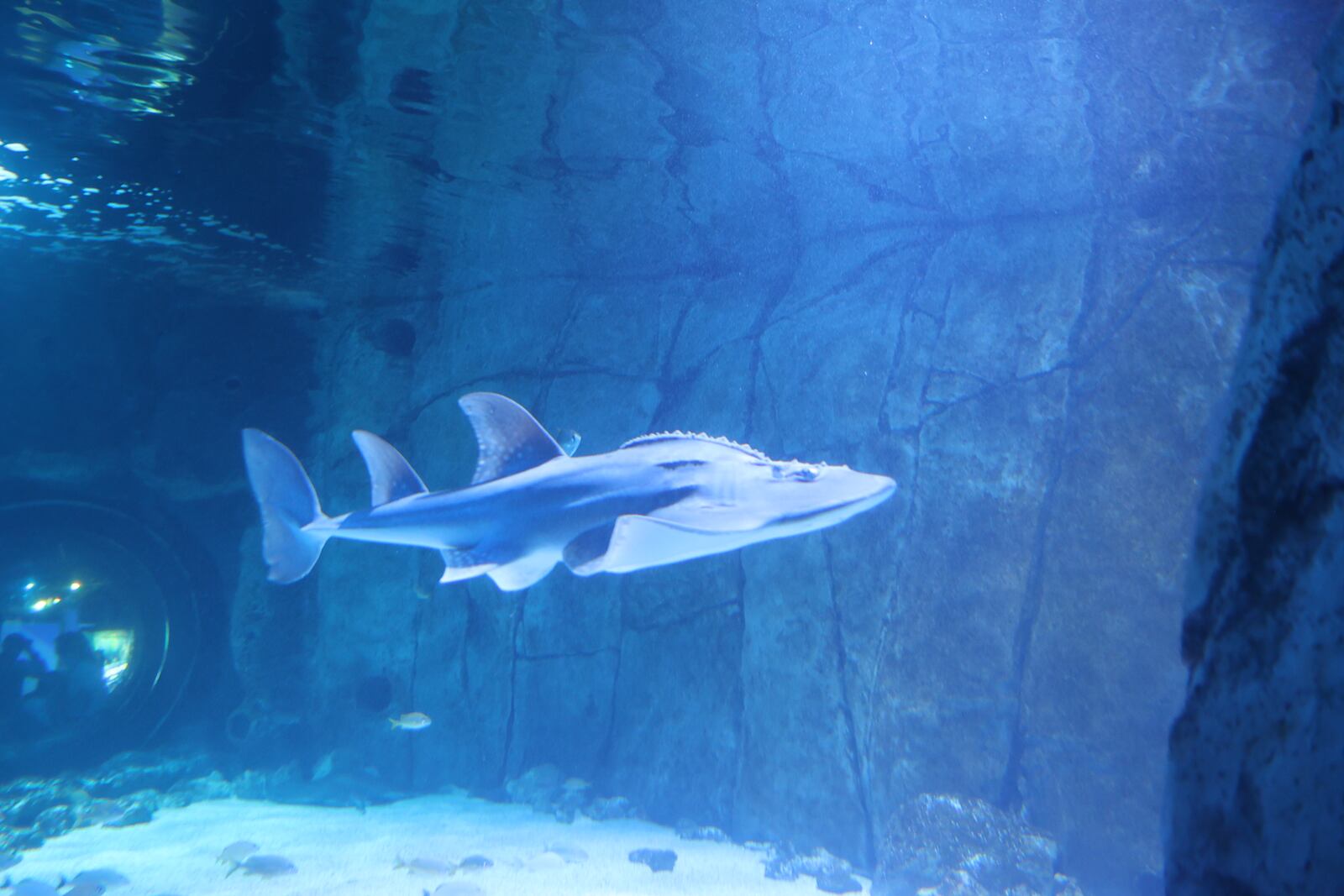 Shan the Shark Ray explores her new home at Newport Aquarium. Newport Aquarium is kicking off Shark Summer with new sharks as the attraction continues to celebrate its 25th anniversary. CONTRIBUTED