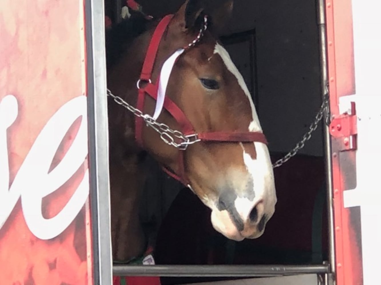 PHOTOS: The Budweiser Clydesdales are in Dayton