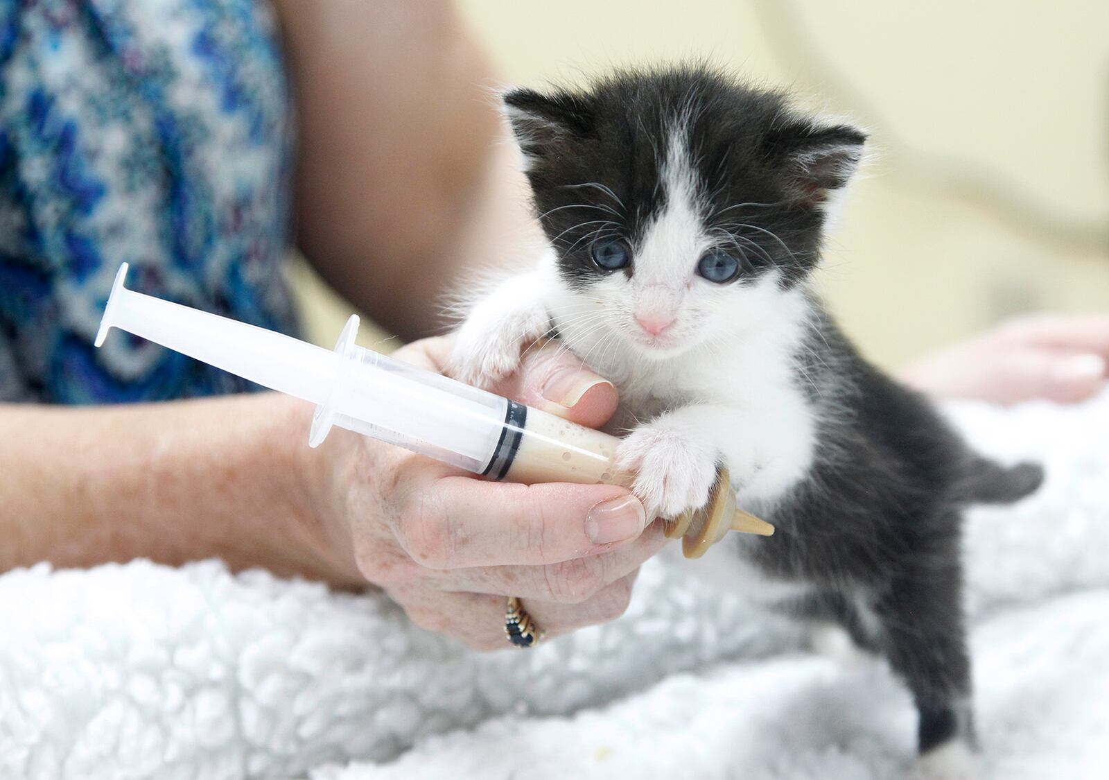 Local animal shelters are expecting an influx of motherless kittens and need human foster parents to step in.  LISA POWELL / STAFF