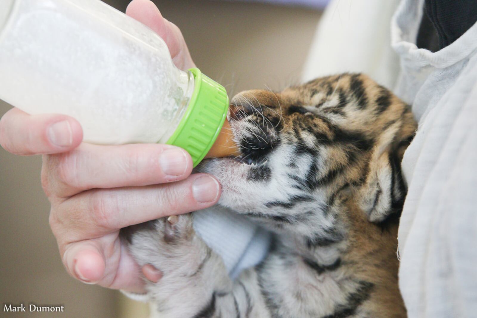 Meet some adorable zoo babies this month at the Cincinnati Zoo. CONTRIBUTED