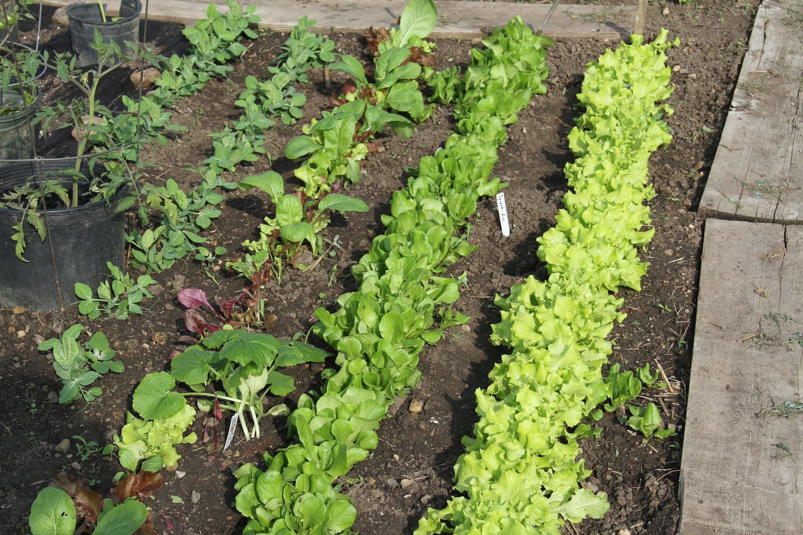 Squash prefers warmer soil temperature, so plant after Mother’s Day. CONTRIBUTED