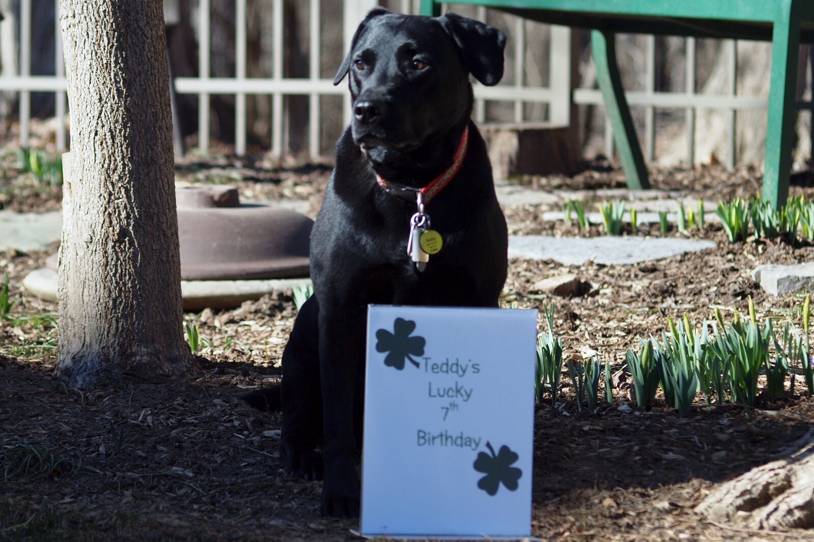 Lucky celebrates another birthday. KARIN SPICER / CONTRIBUTED