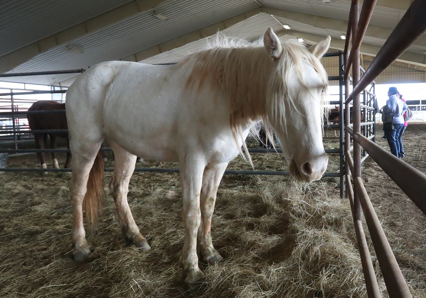 PHOTOS:  Wild Horse and Burro Adoption