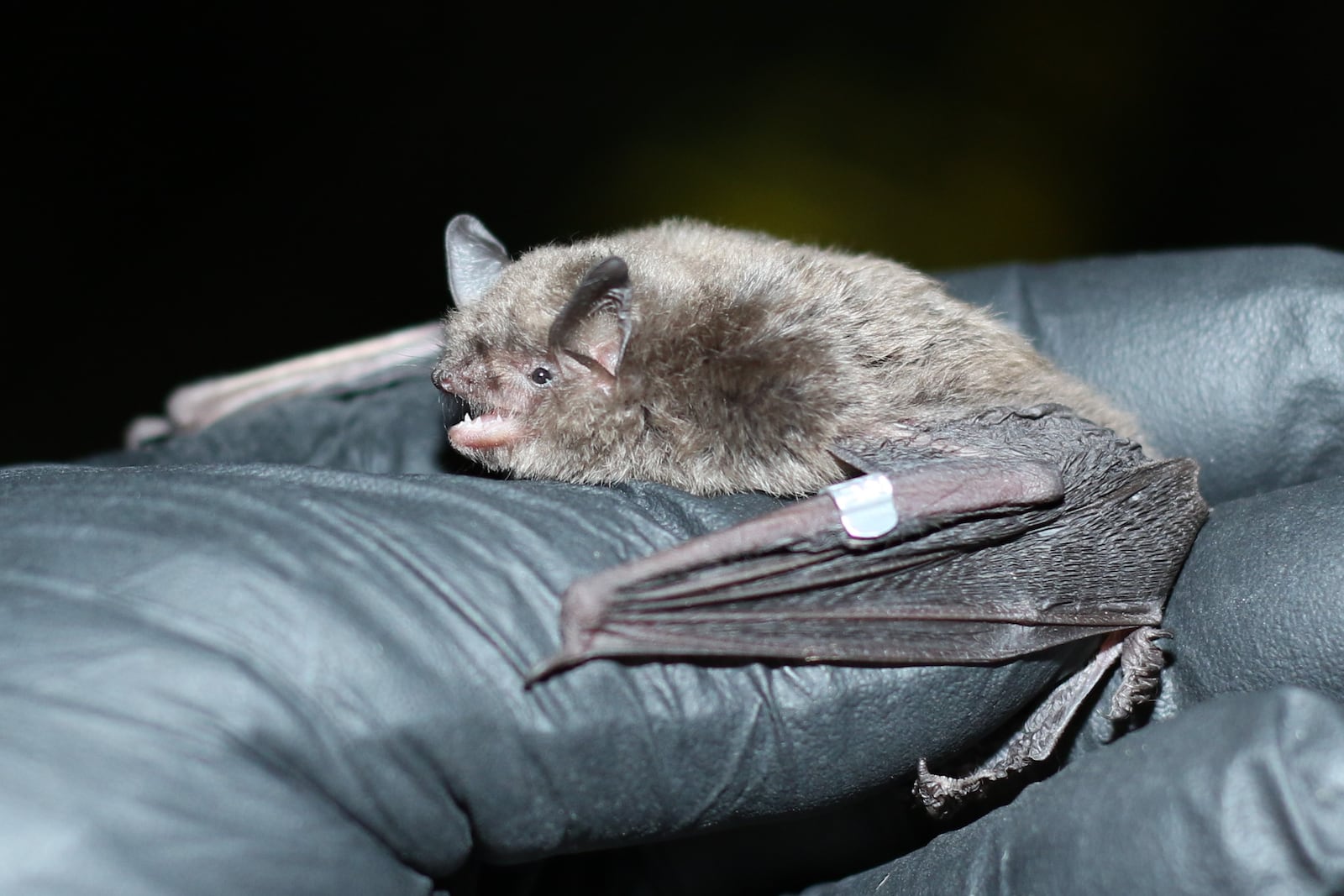 A healthy Indiana bat. OHIO DEPARTMENT OF NATURAL RESOURCES DIVISION OF WILDLIFE