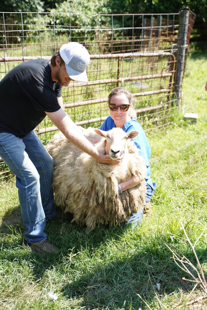 26 animals removed from Jefferson Twp. farm