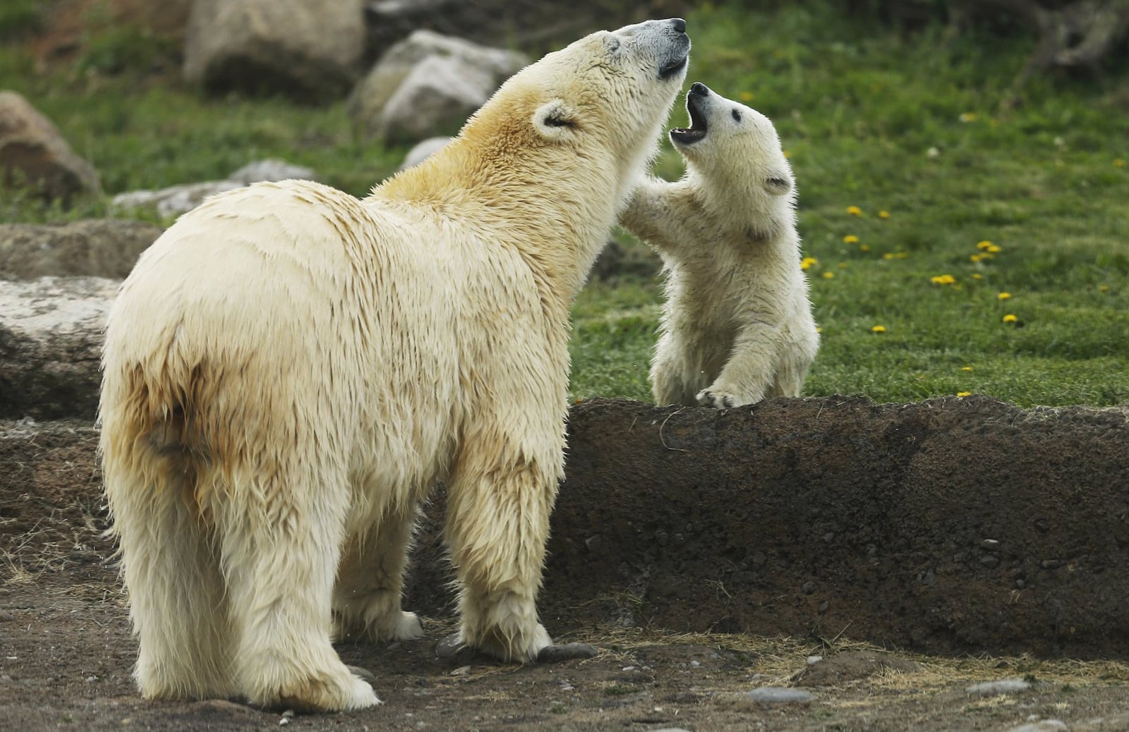 Polar bears always draw crowds at the Columbus Zoo and Aquarium in Powell. THE COLUMBUS DISPATCH