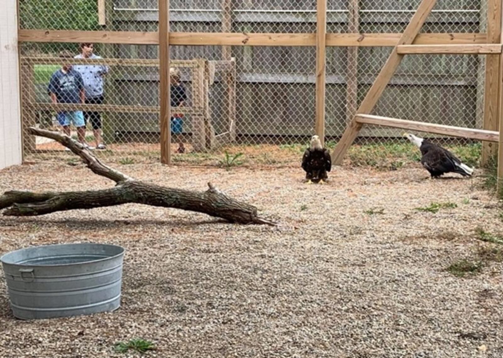 Branch, a rehabilitated eagle, joined Abigail at Hueston Woods State Park's nature center after he was injured by a fishing lure and is unable to be released back into the wild. Photo courtesy the Ohio Department of Natural Resources.