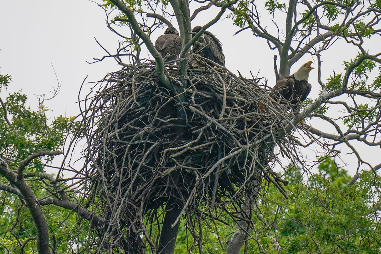 An eagle, right, is seen in its nest with three eaglets in Princeton, N.J., on May 26, 2021. (AP Photo/Seth Wenig)