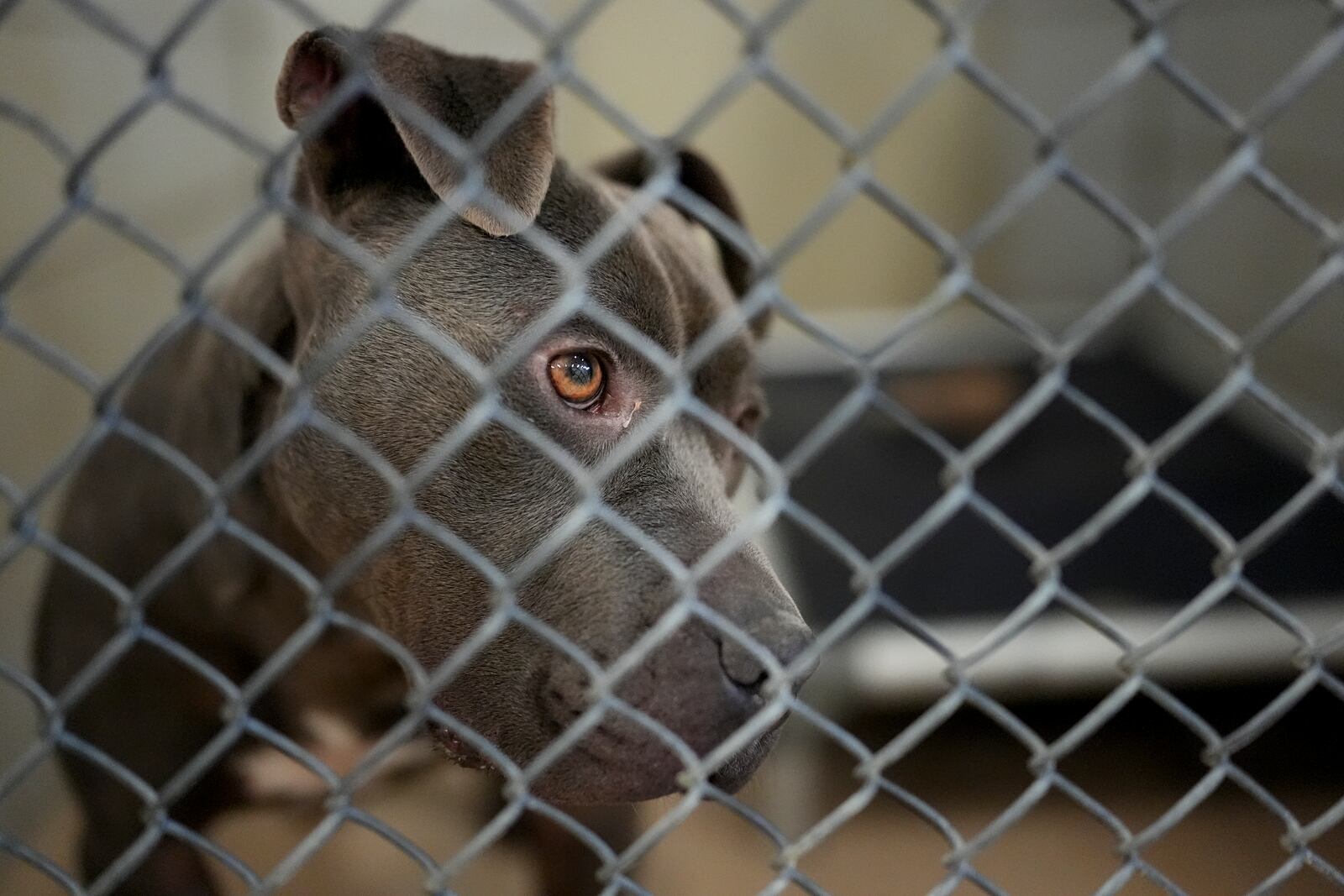 A dog looks out from a kennel at the Metro Animal Care and Control facility Thursday, Feb. 20, 2025, in Nashville, Tenn. (AP Photo/George Walker IV)