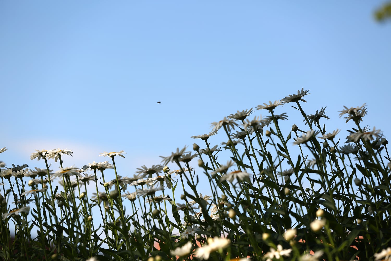 PHOTOS: Take a stroll through the glorious Grotto Gardens