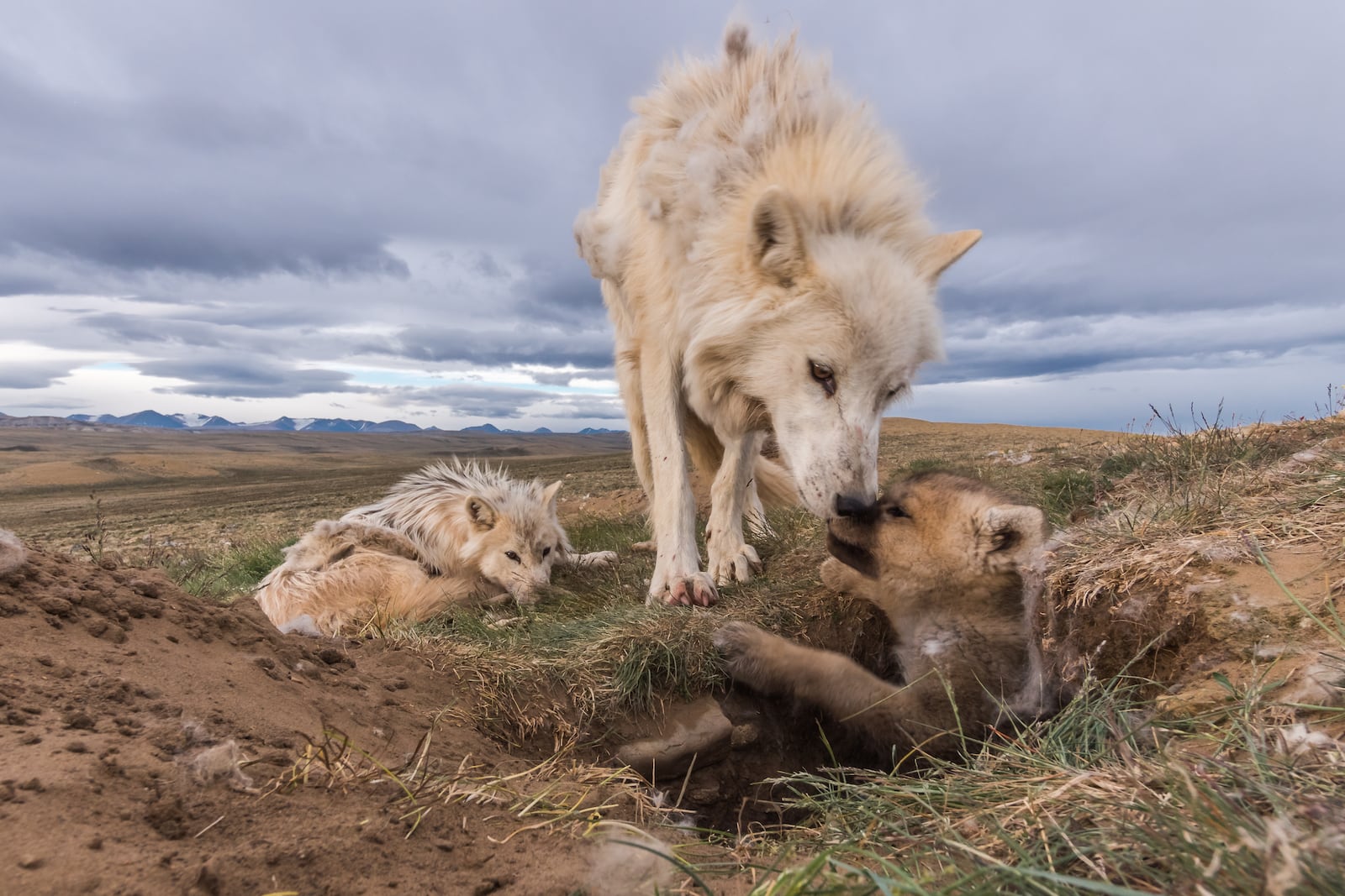 The work of biologist-turned-photographer Ronan Donovan is featured in the live event, “Social By Nature,” a National Geographic Live presentation at Victoria Theatre in Dayton on Sunday and Monday, April 24 and 25.